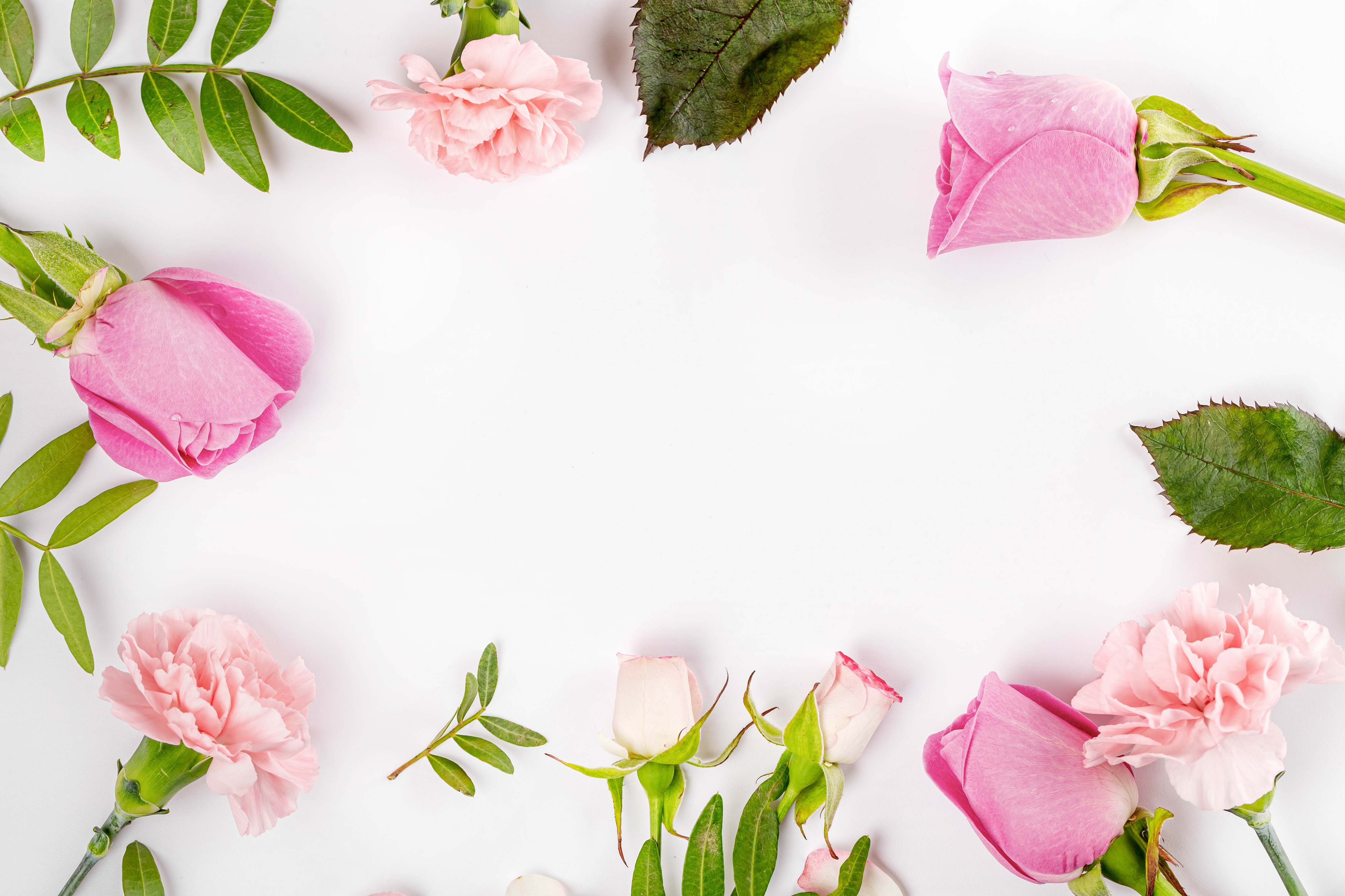 Wallpapers flowers roses pink color on the desktop