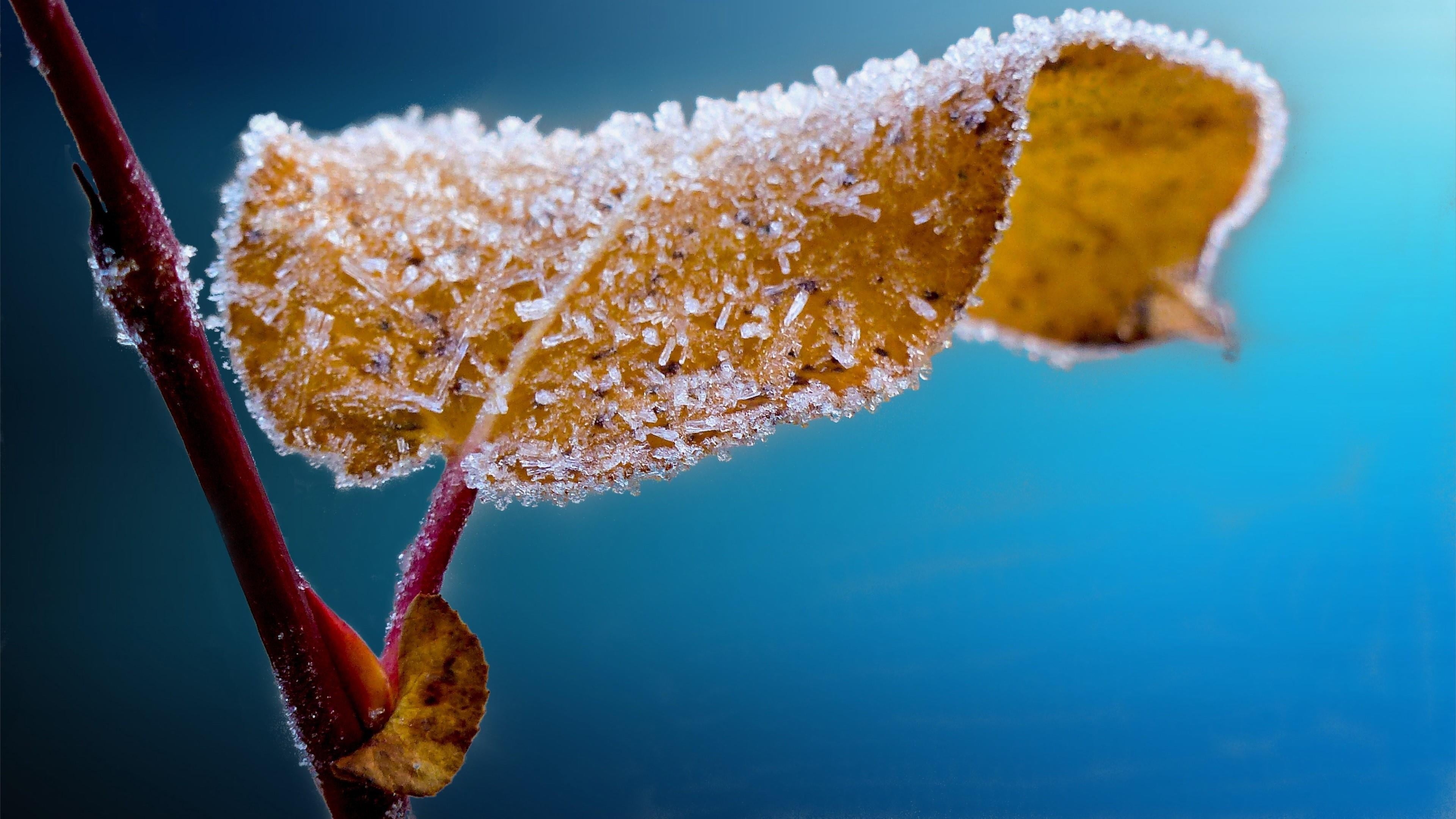 Wallpapers frost branch twig on the desktop