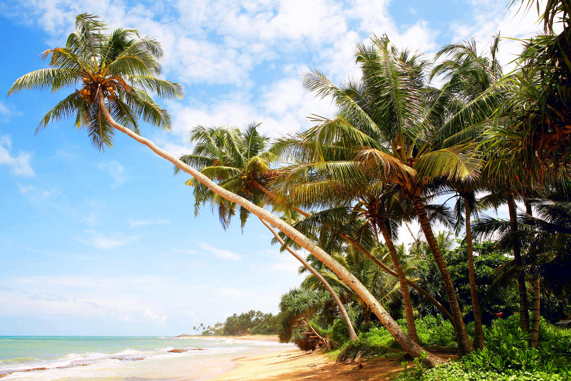 Wallpapers palm trees a beach an island on the desktop