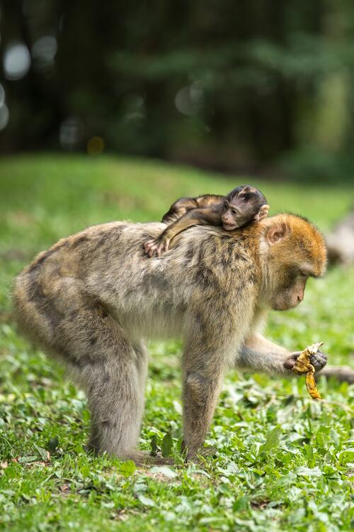 A little monkey lying on his mother`s back
