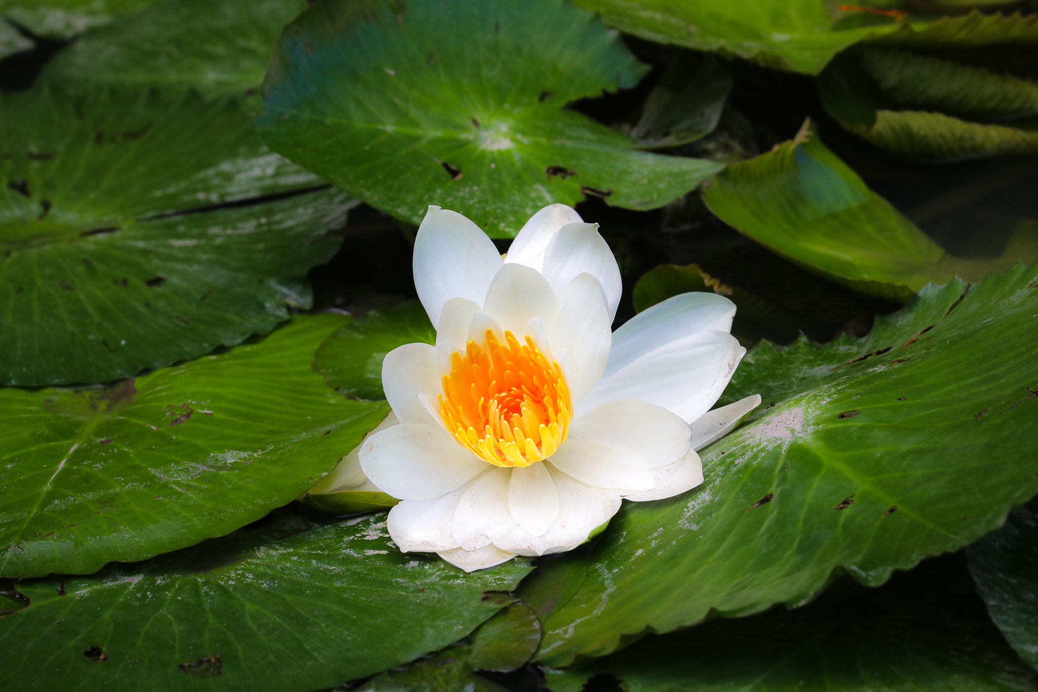 Фото бесплатно Водяные лилии, водяные красоты, водяные лилии