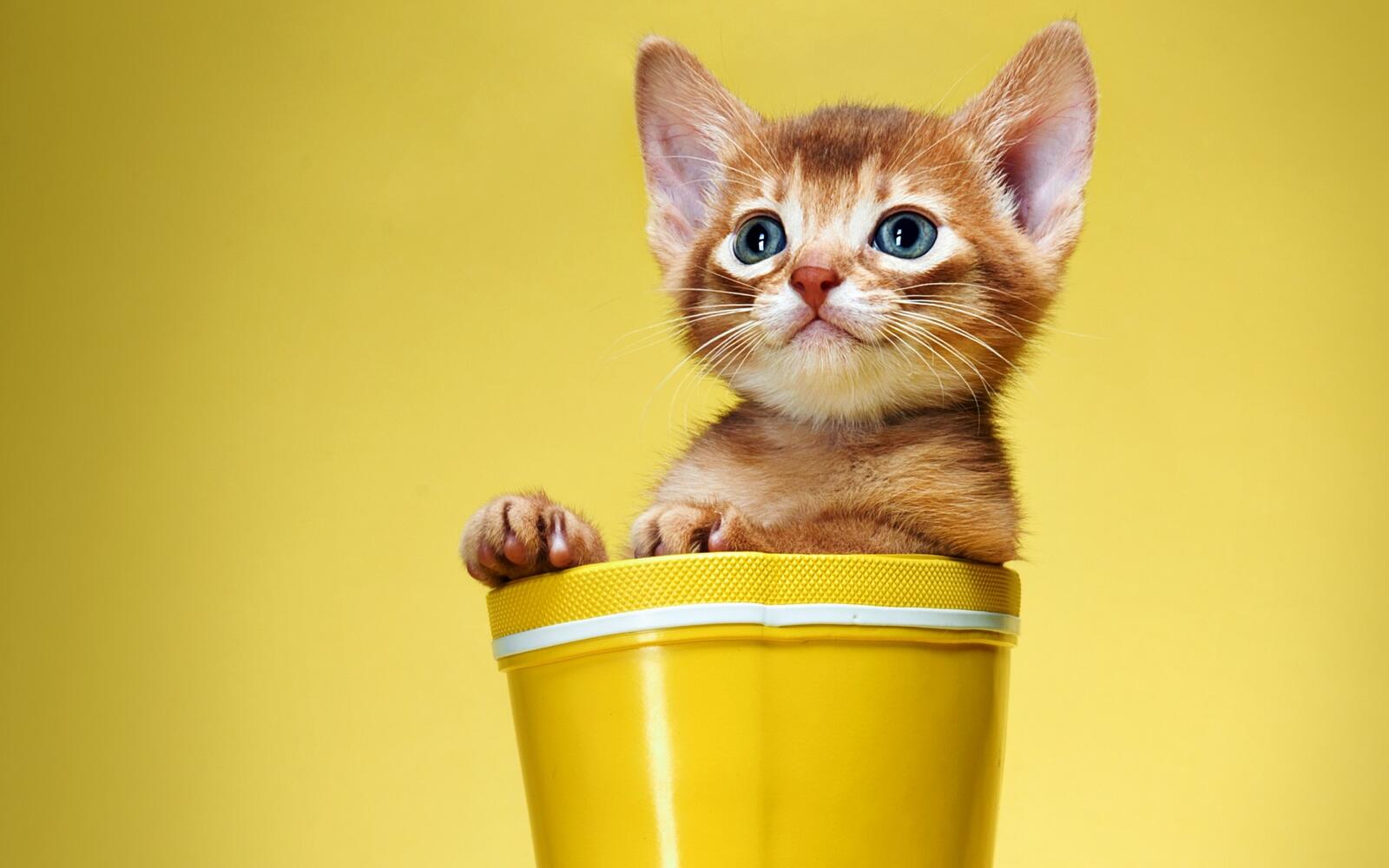 桌面上的壁纸小猫 姜黄色小猫 黄色背景