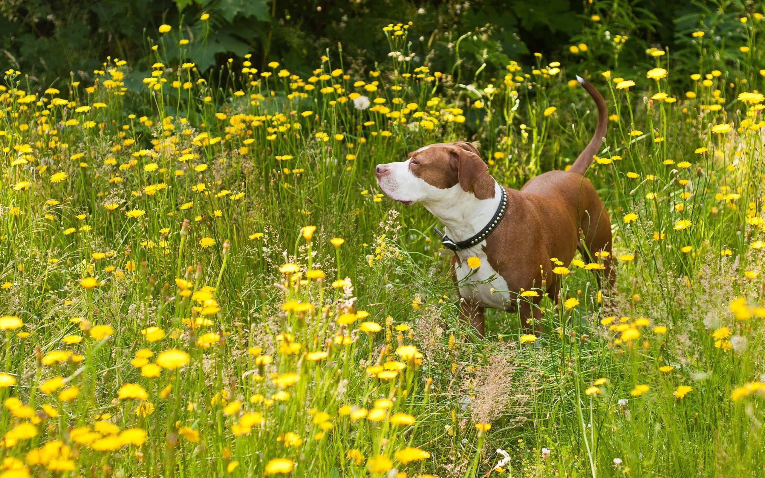 Фото бесплатно собака, трава, ходьба