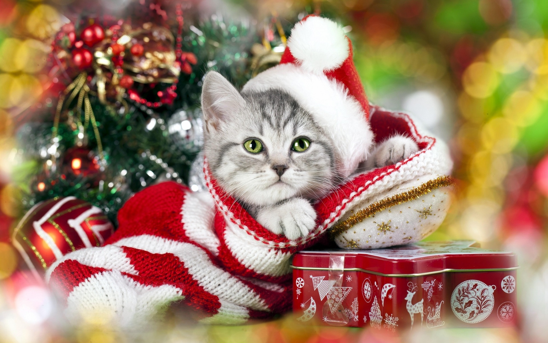 Wallpapers new year`s hat cat domestic kitten on the desktop