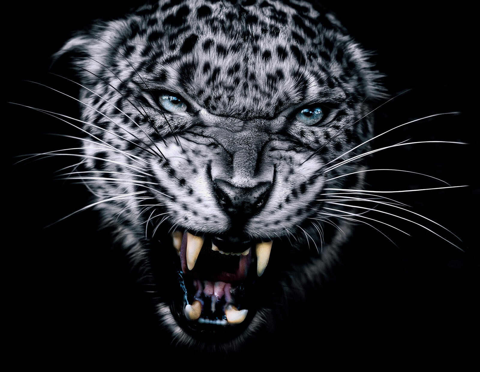 Wallpapers face teeth leopard on the desktop