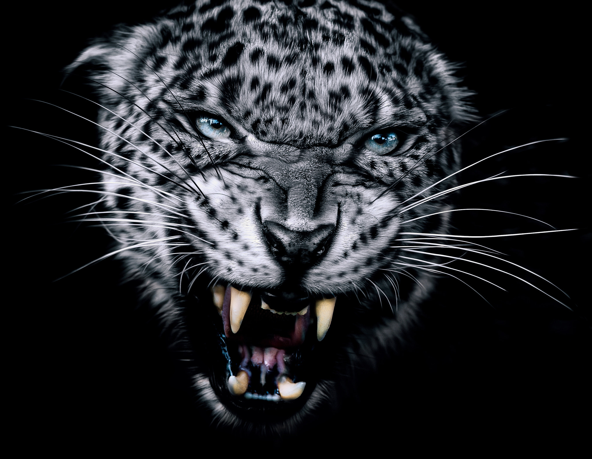 Photo free face, teeth, leopard