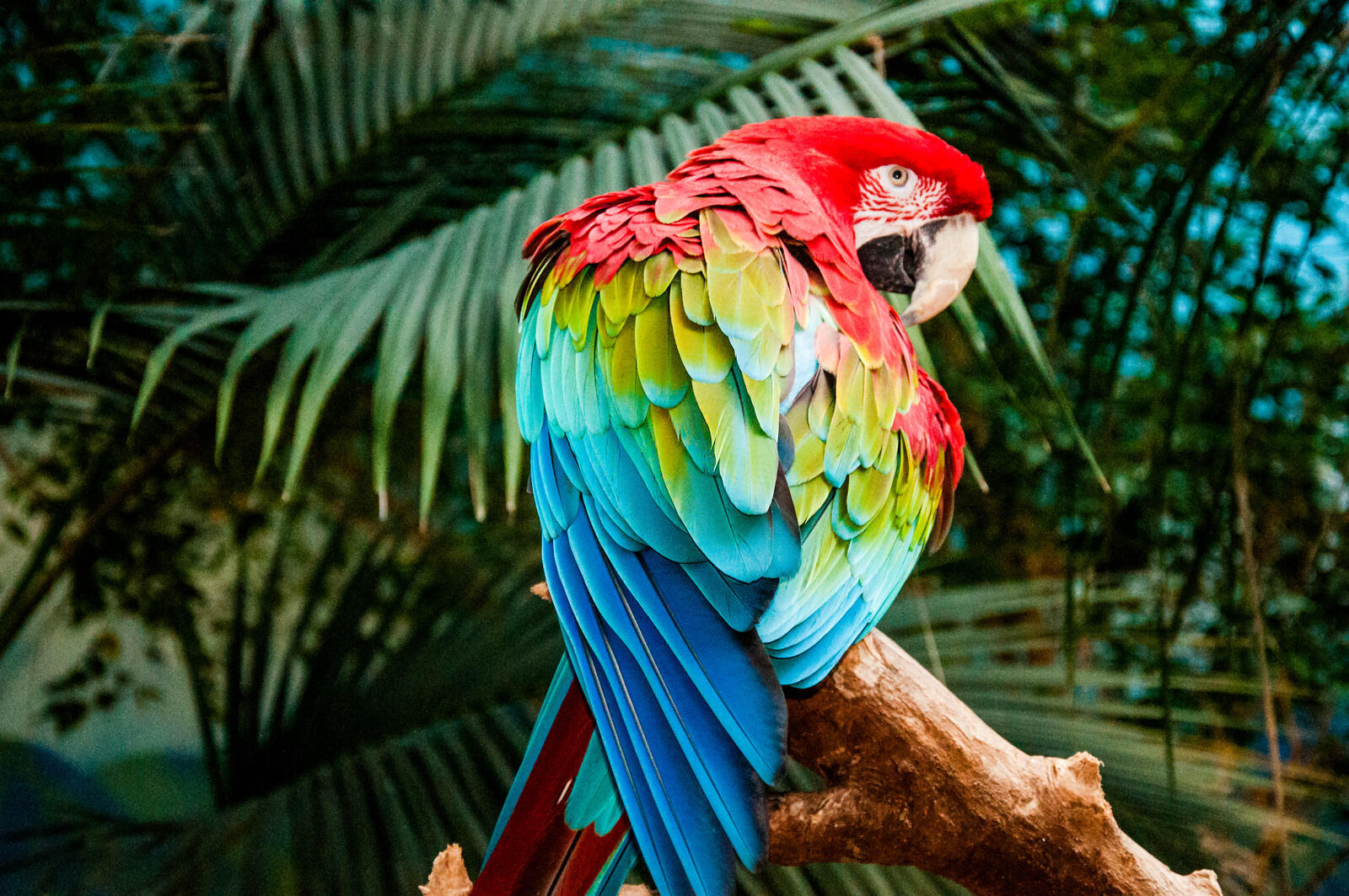 Wallpapers birds colorful multicolored on the desktop