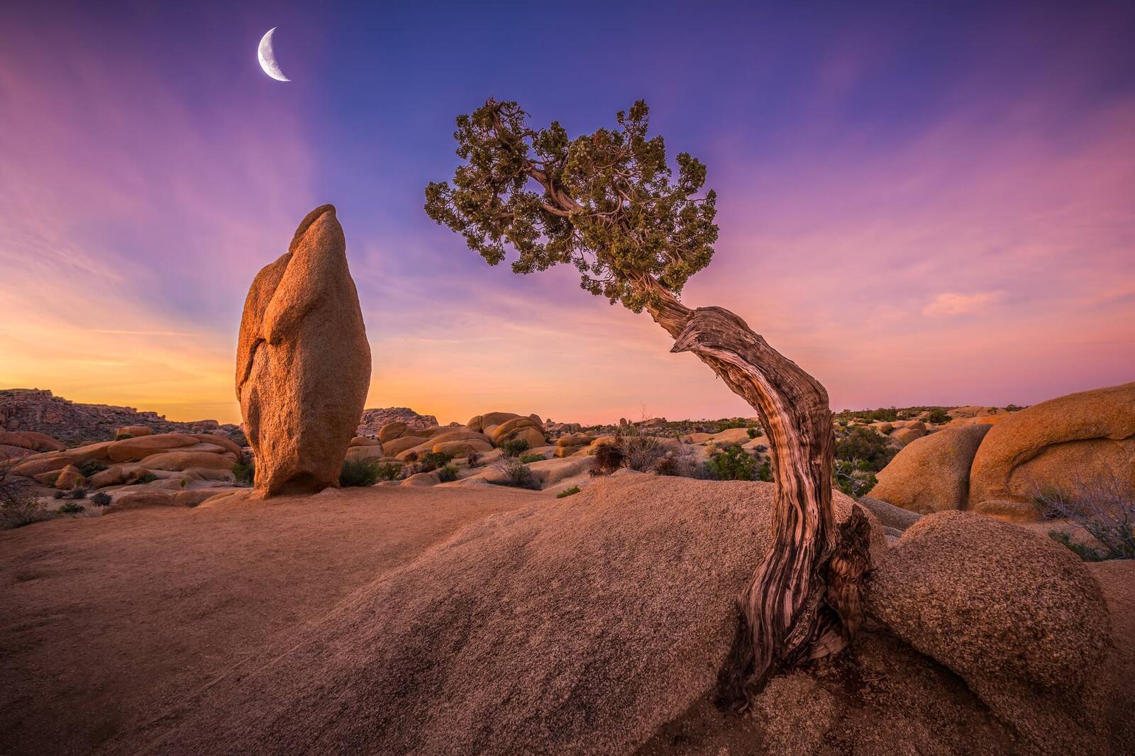 Free photo A tree growing out of a rock