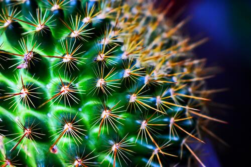 Sharp needles on a cactus.