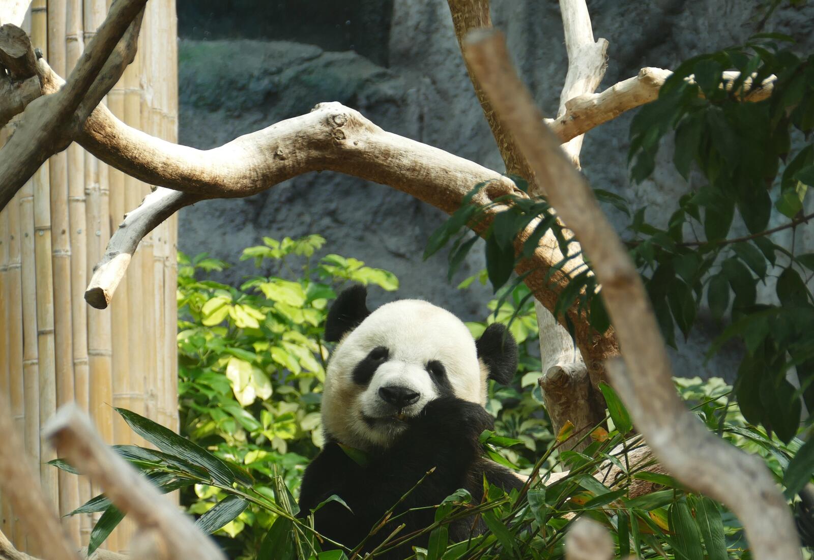 桌面上的壁纸大熊猫 木材 迷人