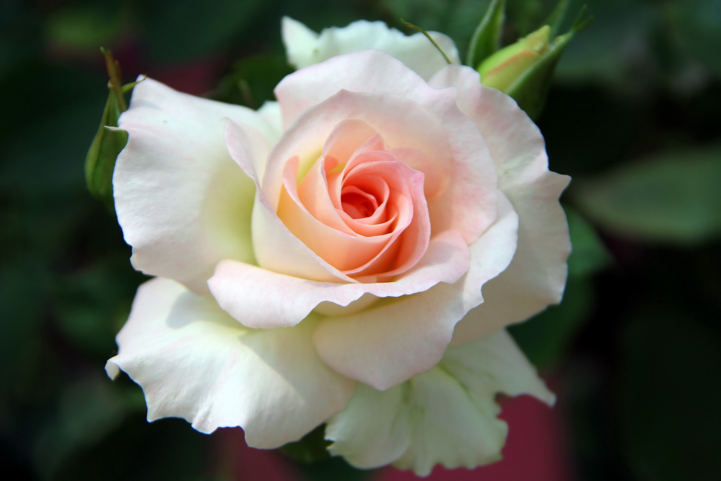 Wallpapers petals close white rose on the desktop
