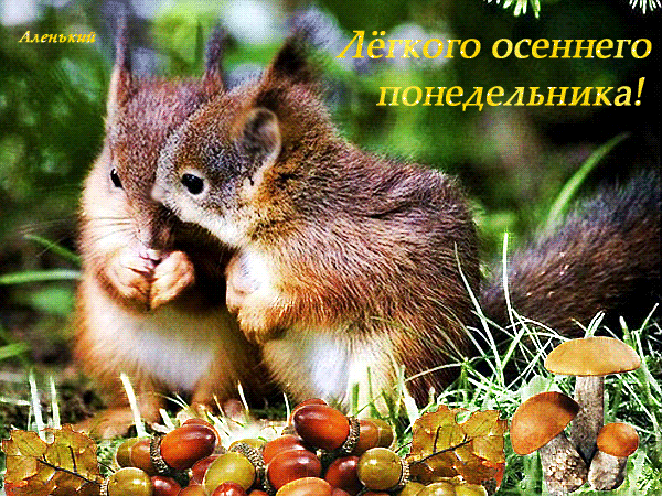 Postcard card squirrels good monday morning autumn greeting pictures - free greetings on Fonwall