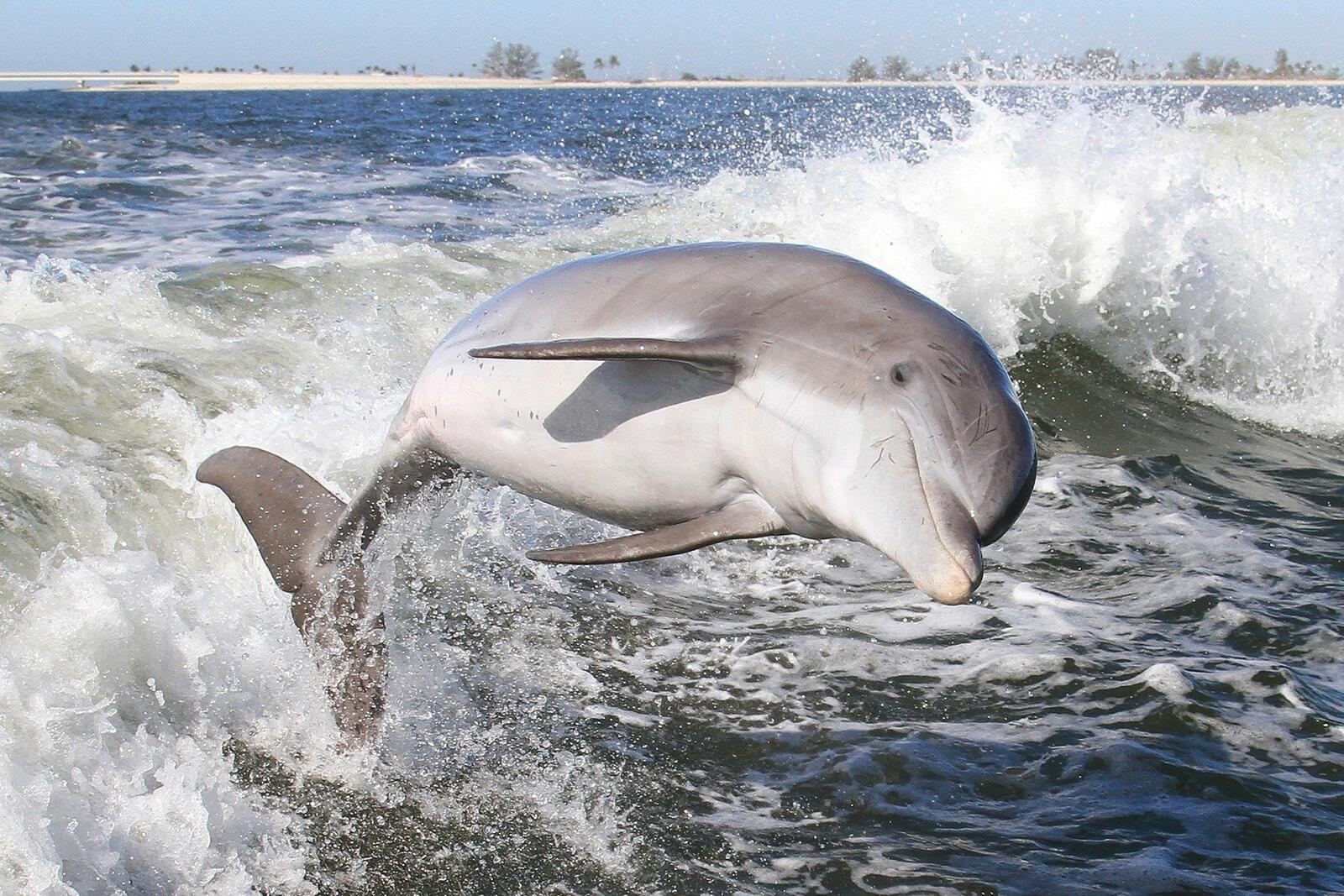 Обои дельфин море волны на рабочий стол