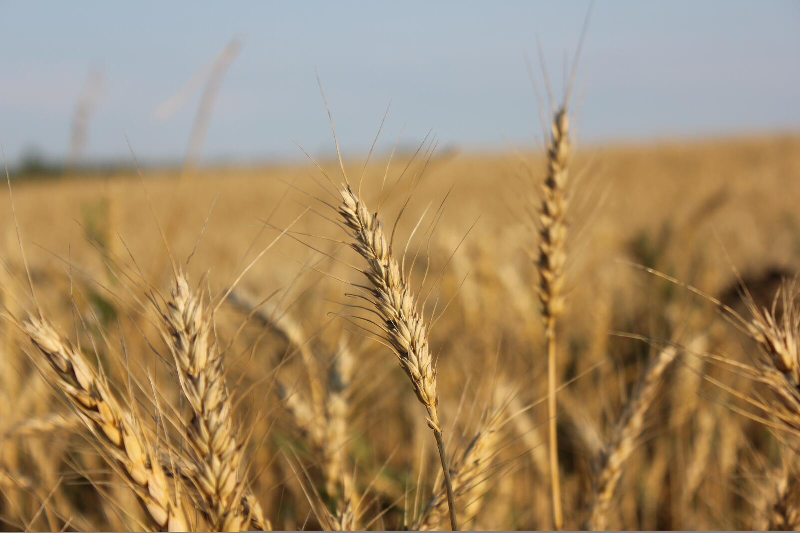 Обои пшеница поле природа на рабочий стол