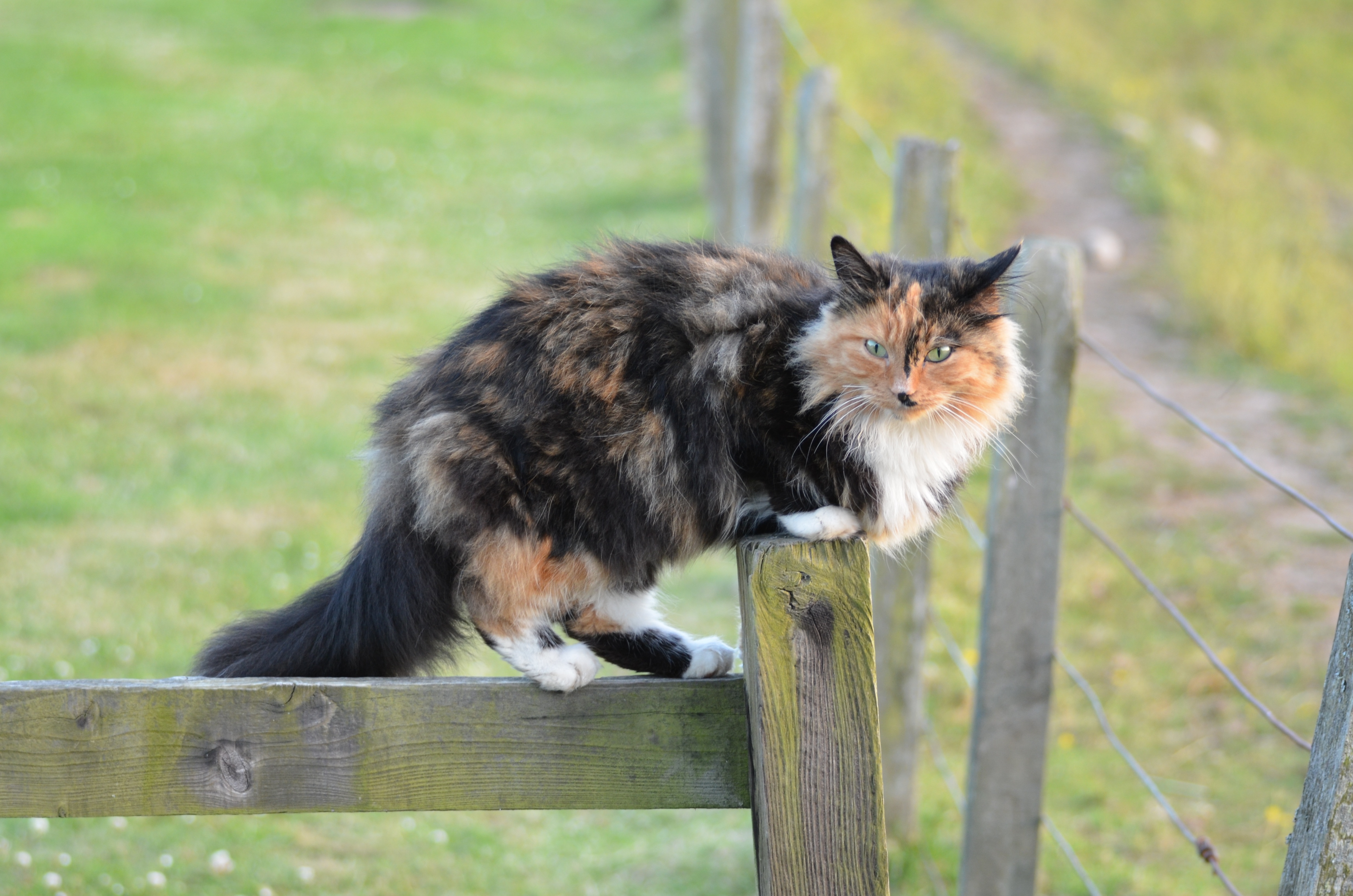 Фото бесплатно котенок, забор, кошки