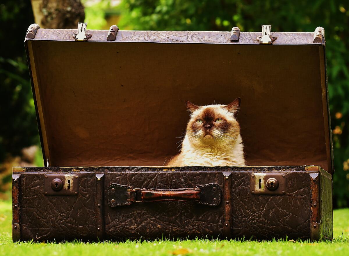 A cat sits in a big suitcase