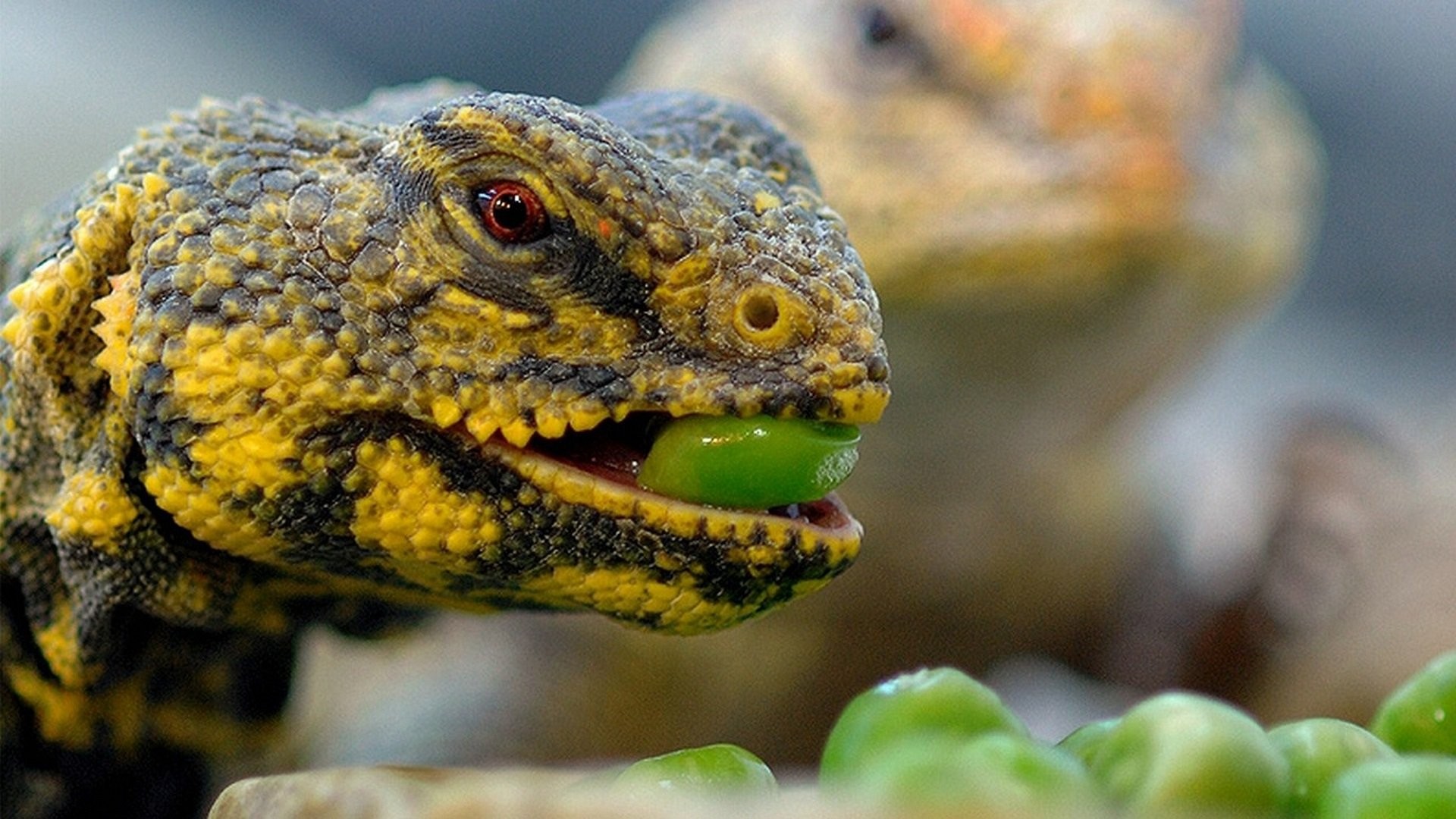 Фото природа ящерицы зелёный - бесплатные картинки на Fonwall