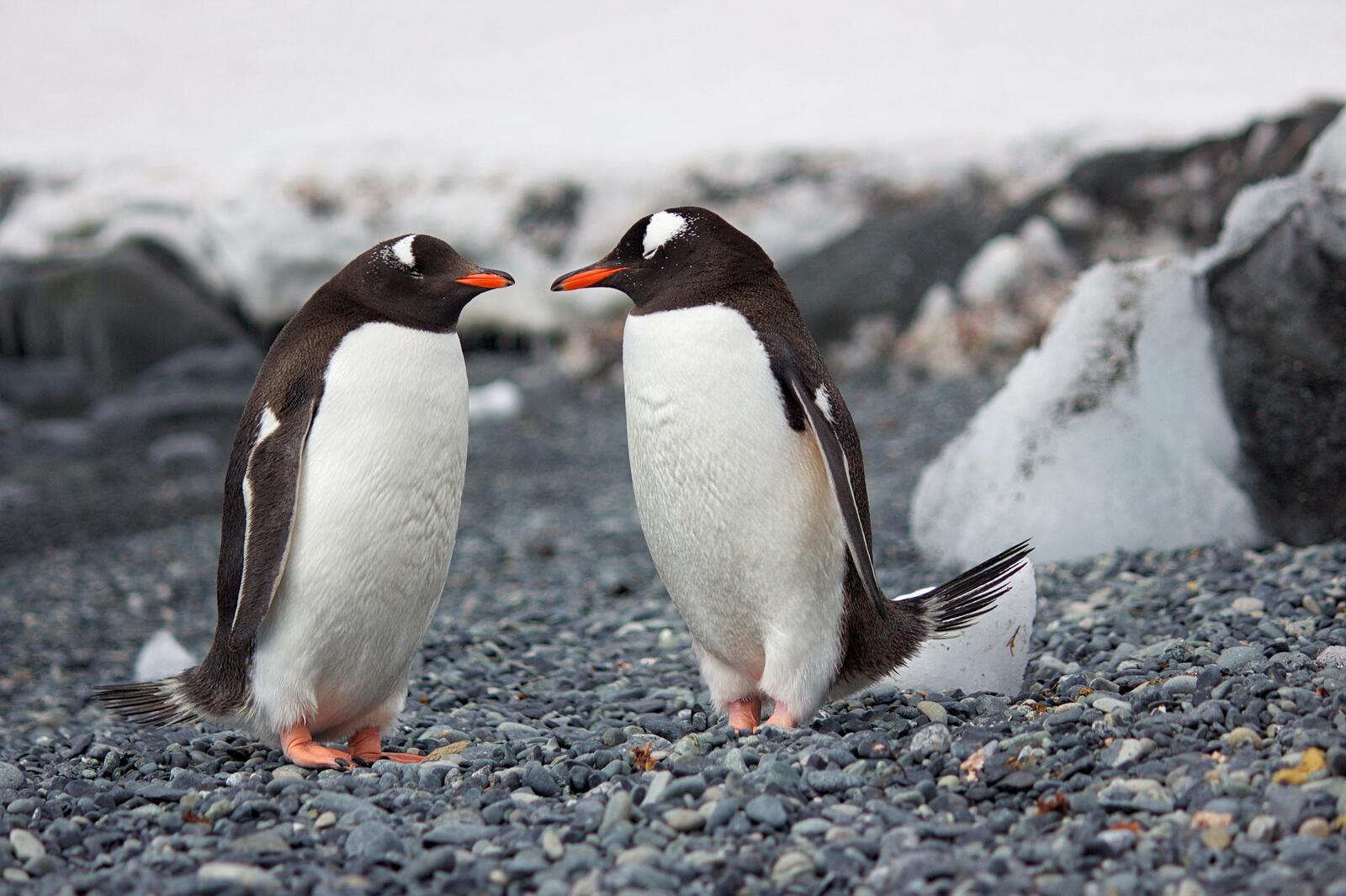 Бесплатное фото Два пингвина на берегу