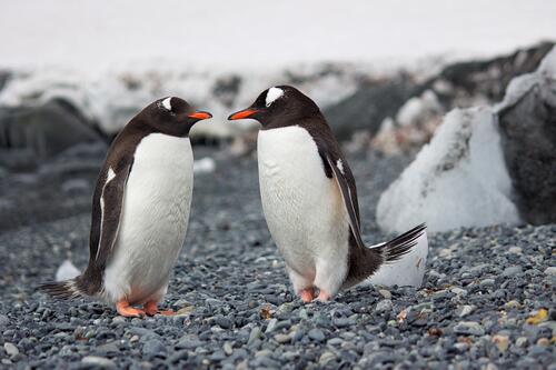 Two penguins on the beach