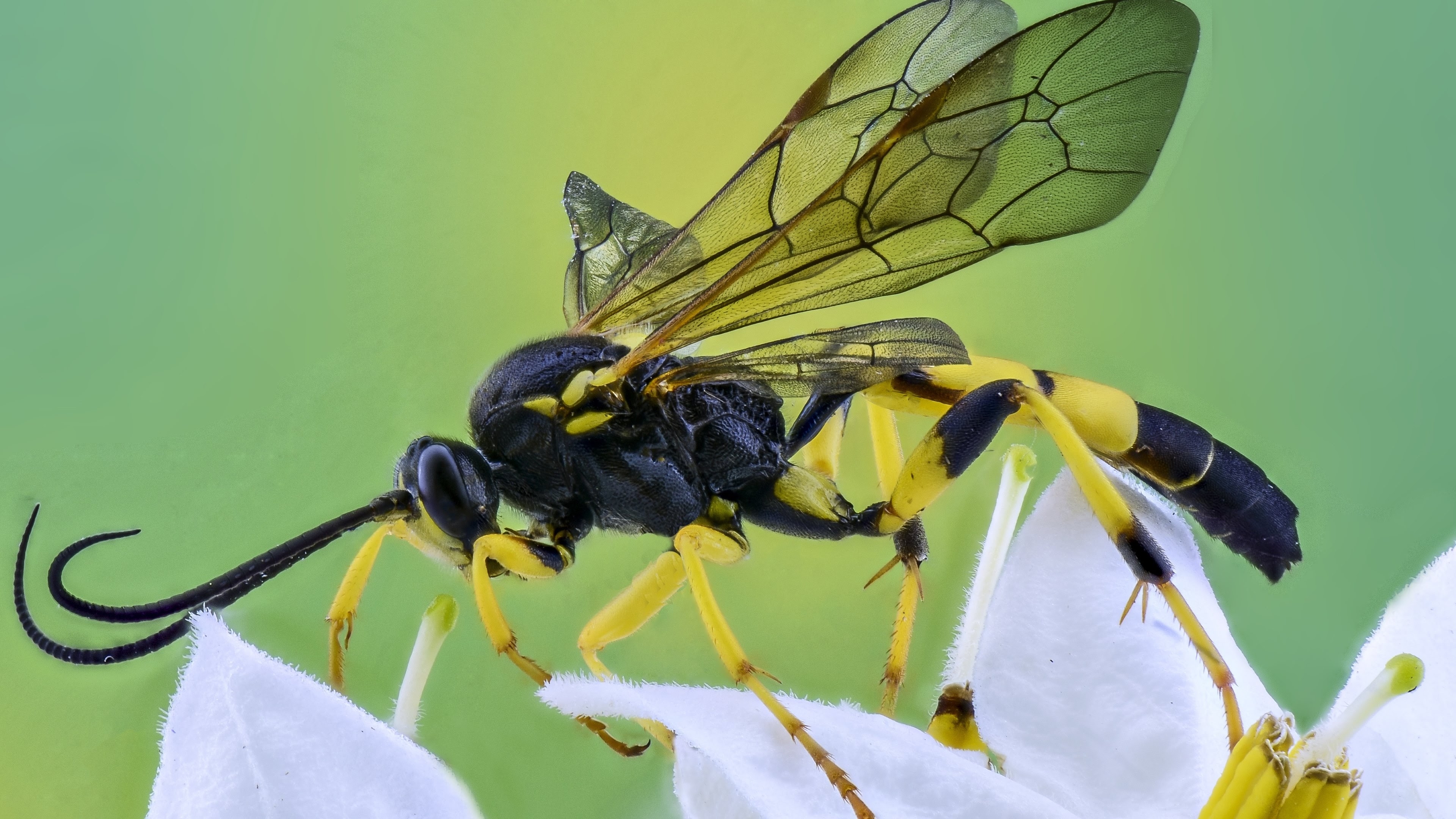 Wallpapers wallpaper insect close insects on the desktop