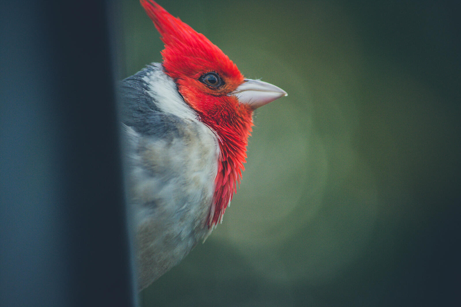 Бесплатное фото Птичка с красной головой вид сбоку