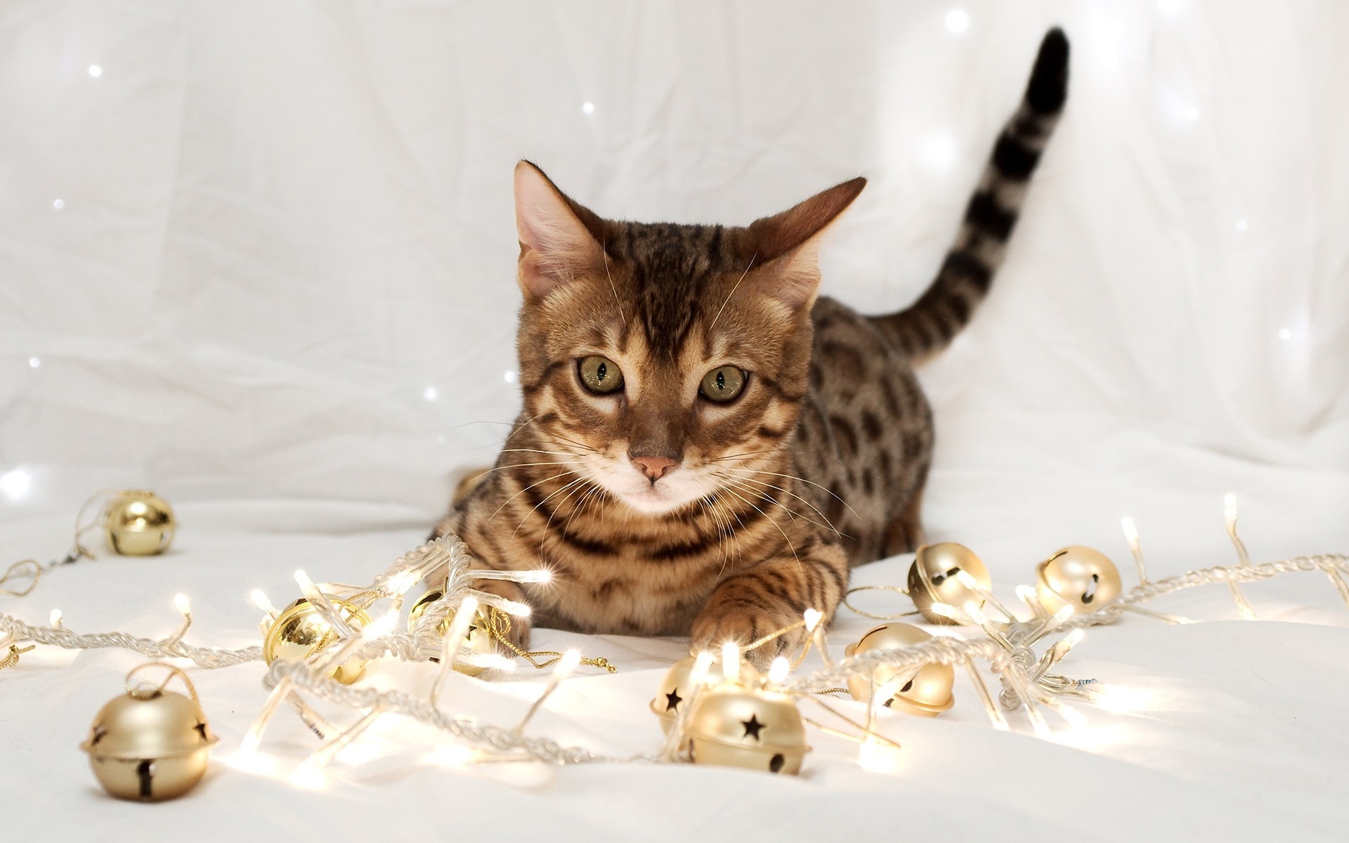 Free photo Kitty plays with Christmas balls