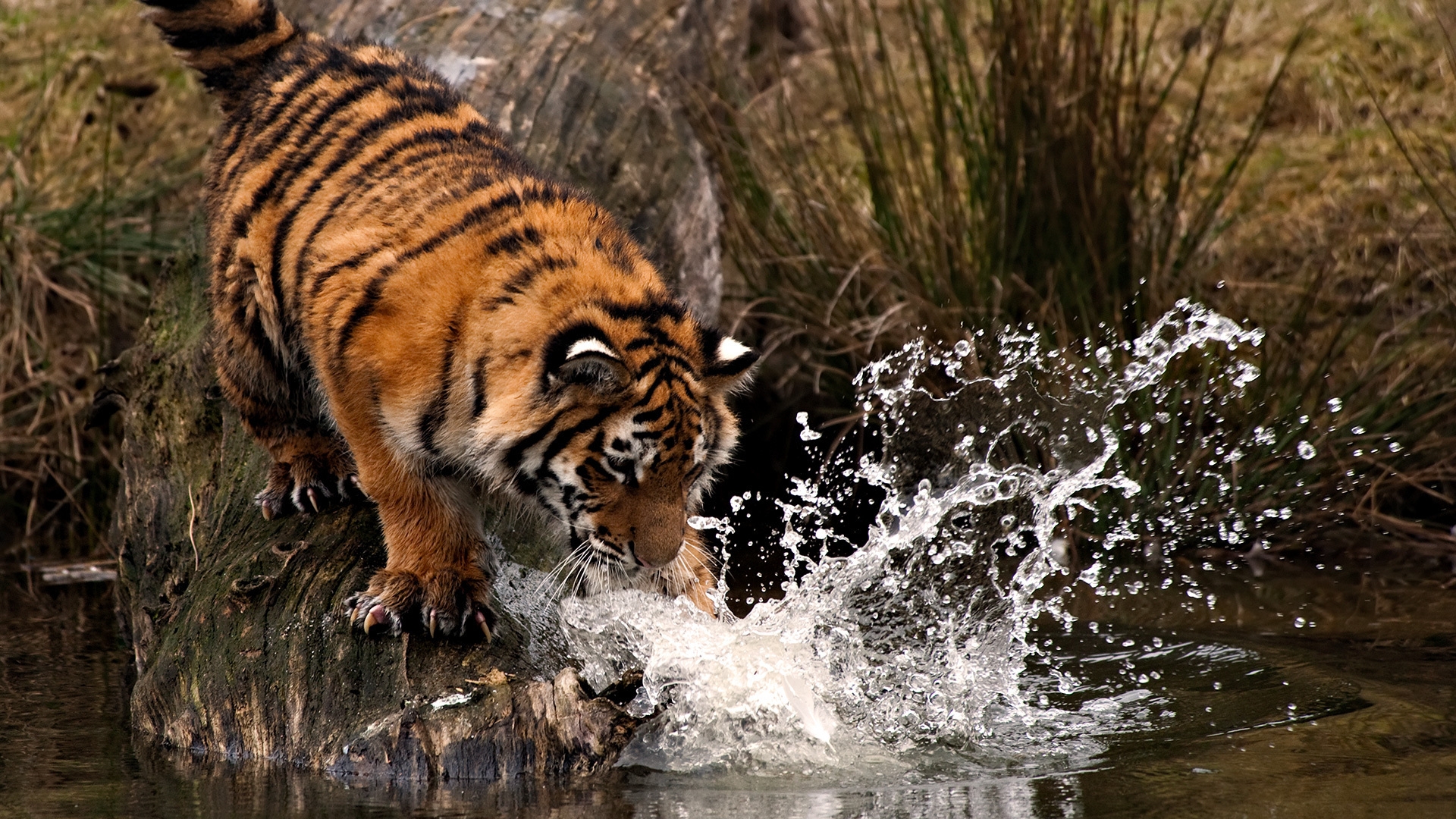 Тигр рыбачит на реке