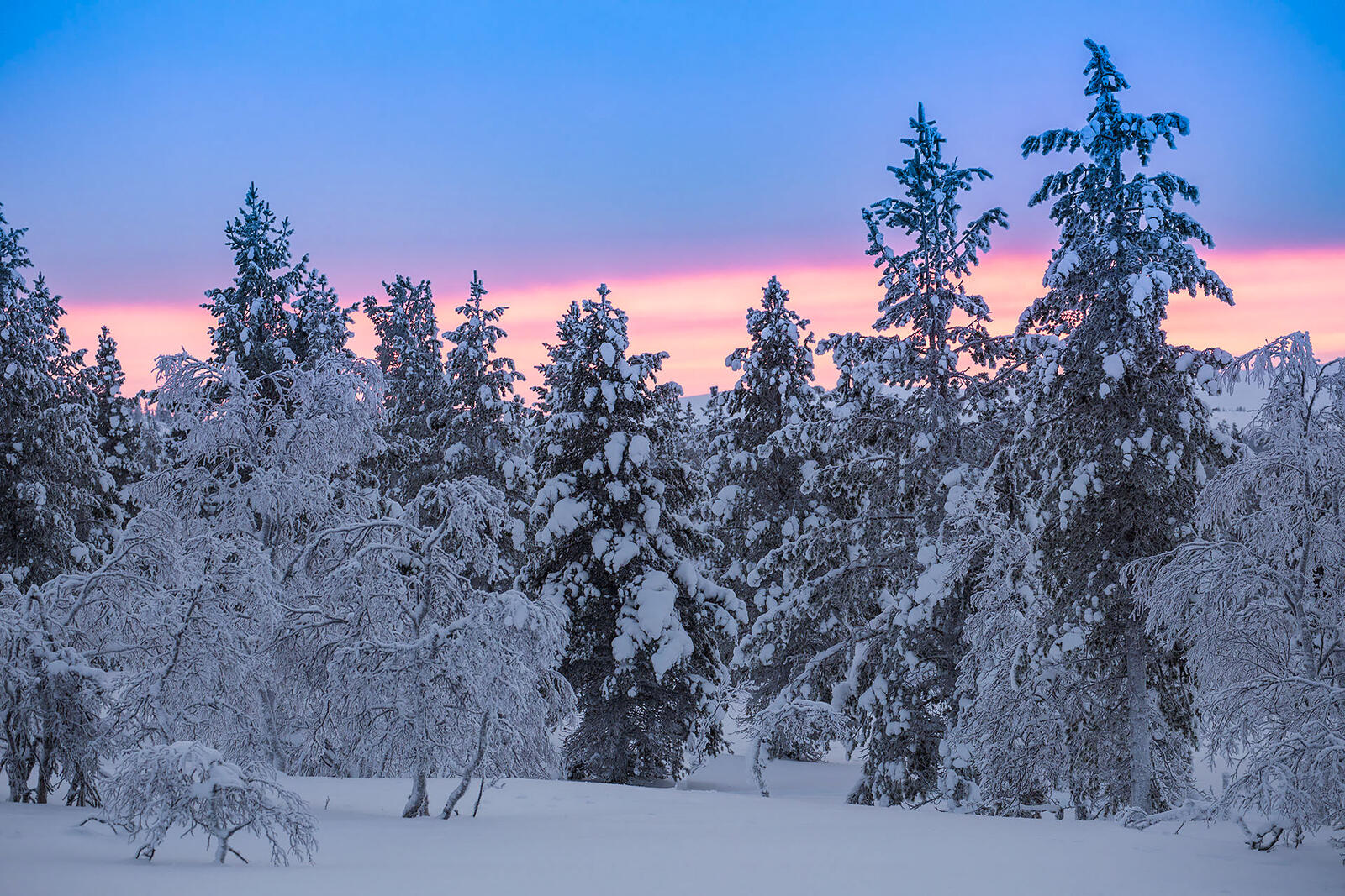 Обои деревья зима Финляндия на рабочий стол