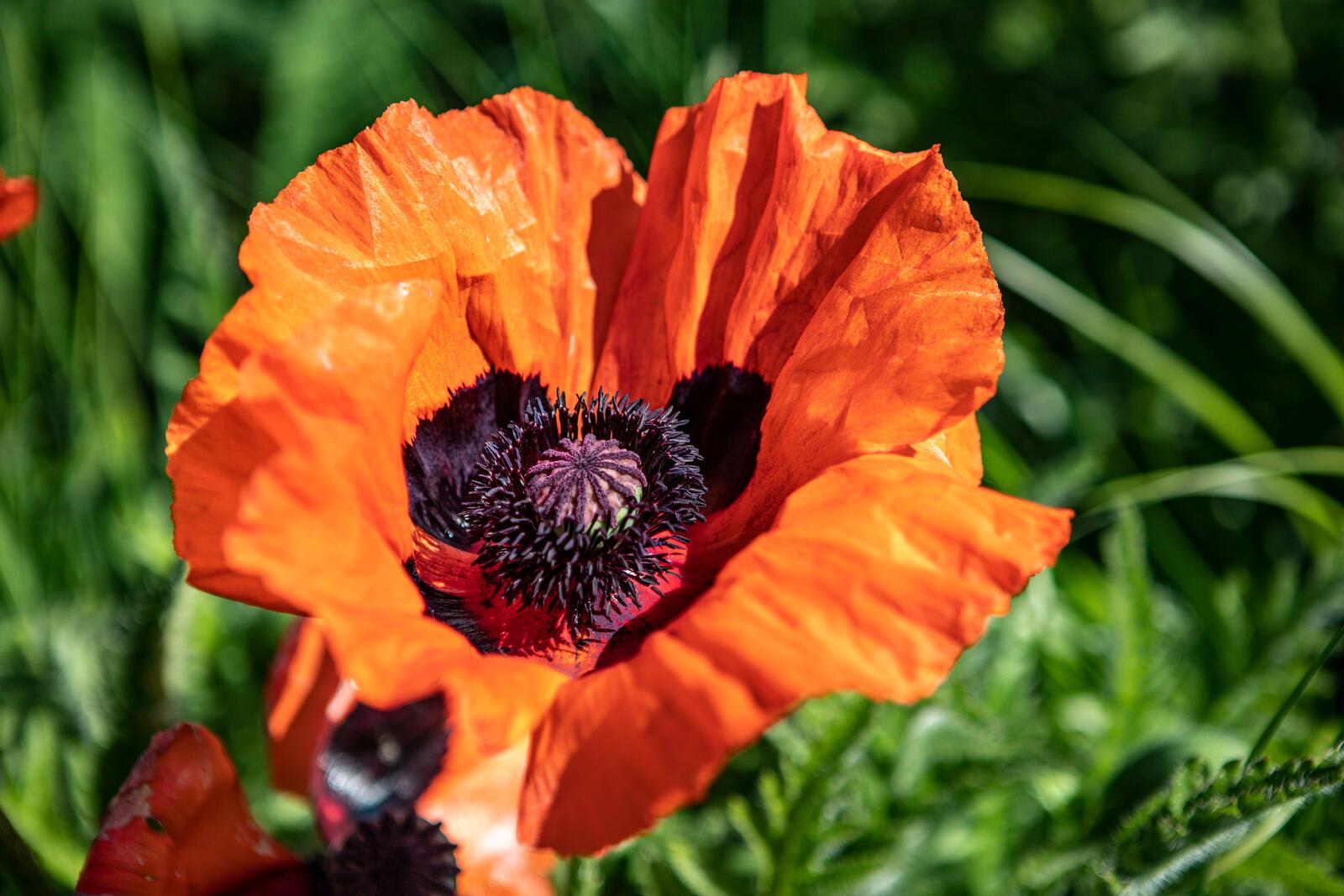 Wallpapers flowers red papaver on the desktop