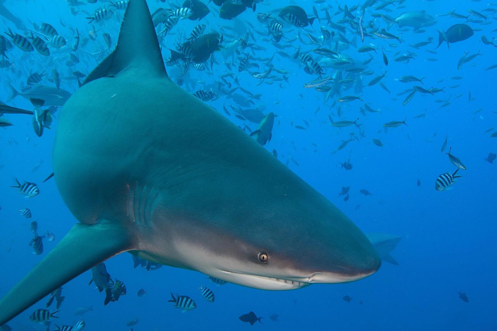 Бесплатное фото Заставка акула, акулы