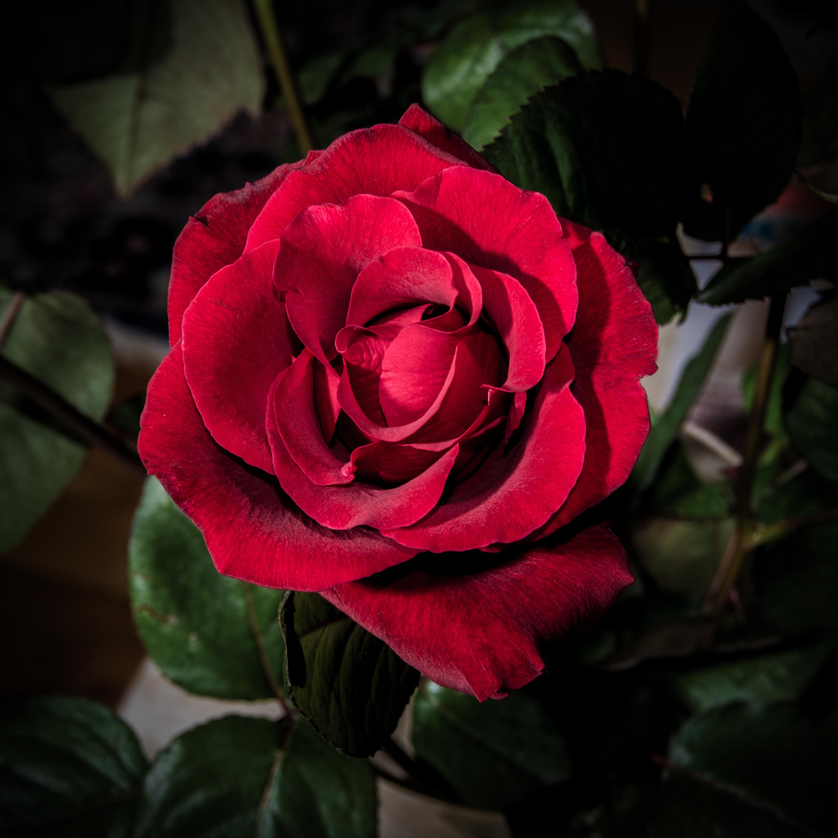 Бордовые розы · бесплатное фото