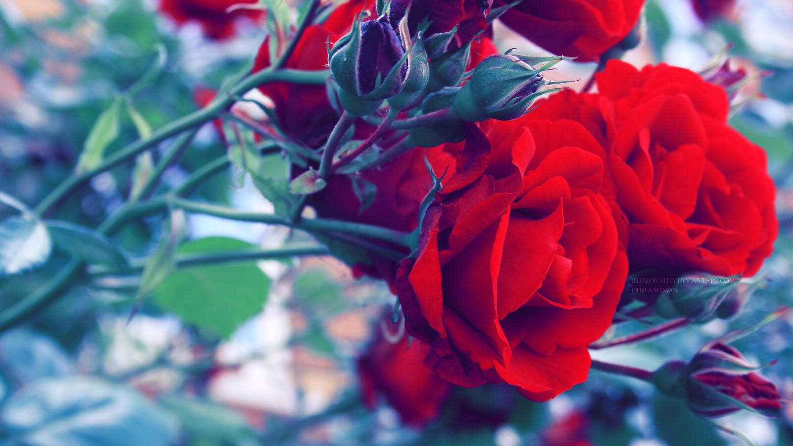 桌面上的壁纸红蕾 孤芳 蔷薇