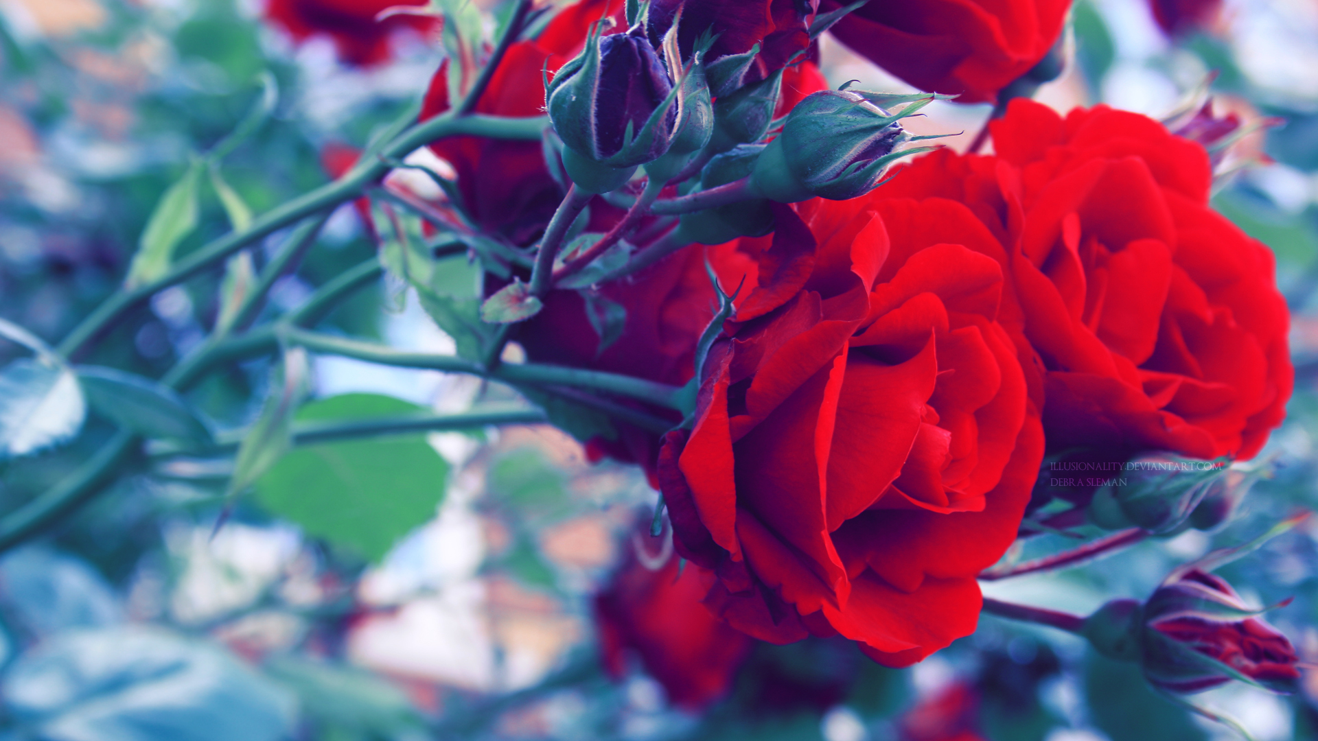 Фото бесплатно красный бутон, одинокая роза, цветущая роза