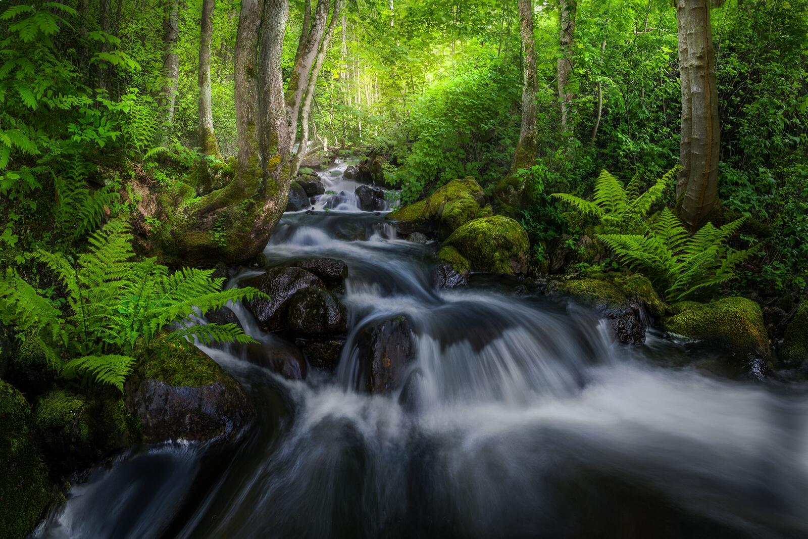 Wallpapers nature green leaves waterfall in the forest on the desktop