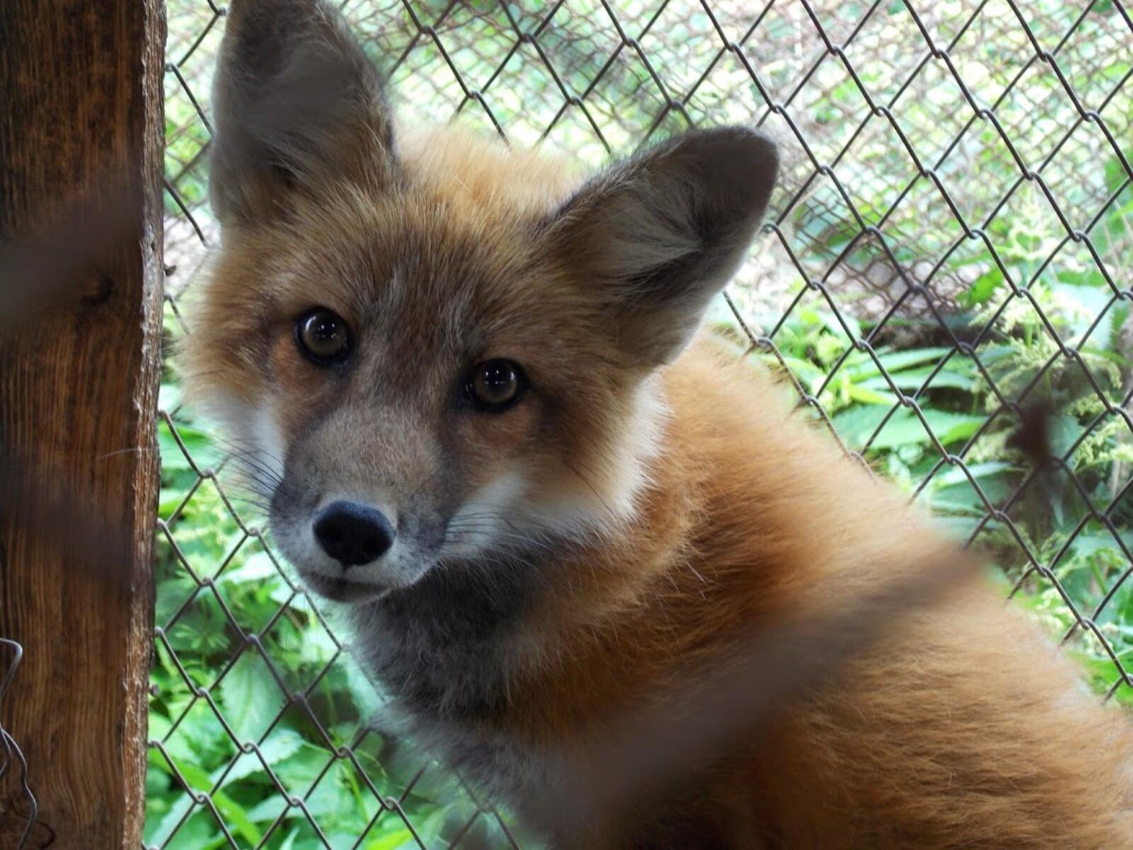 Free photo A pining fox in a cage
