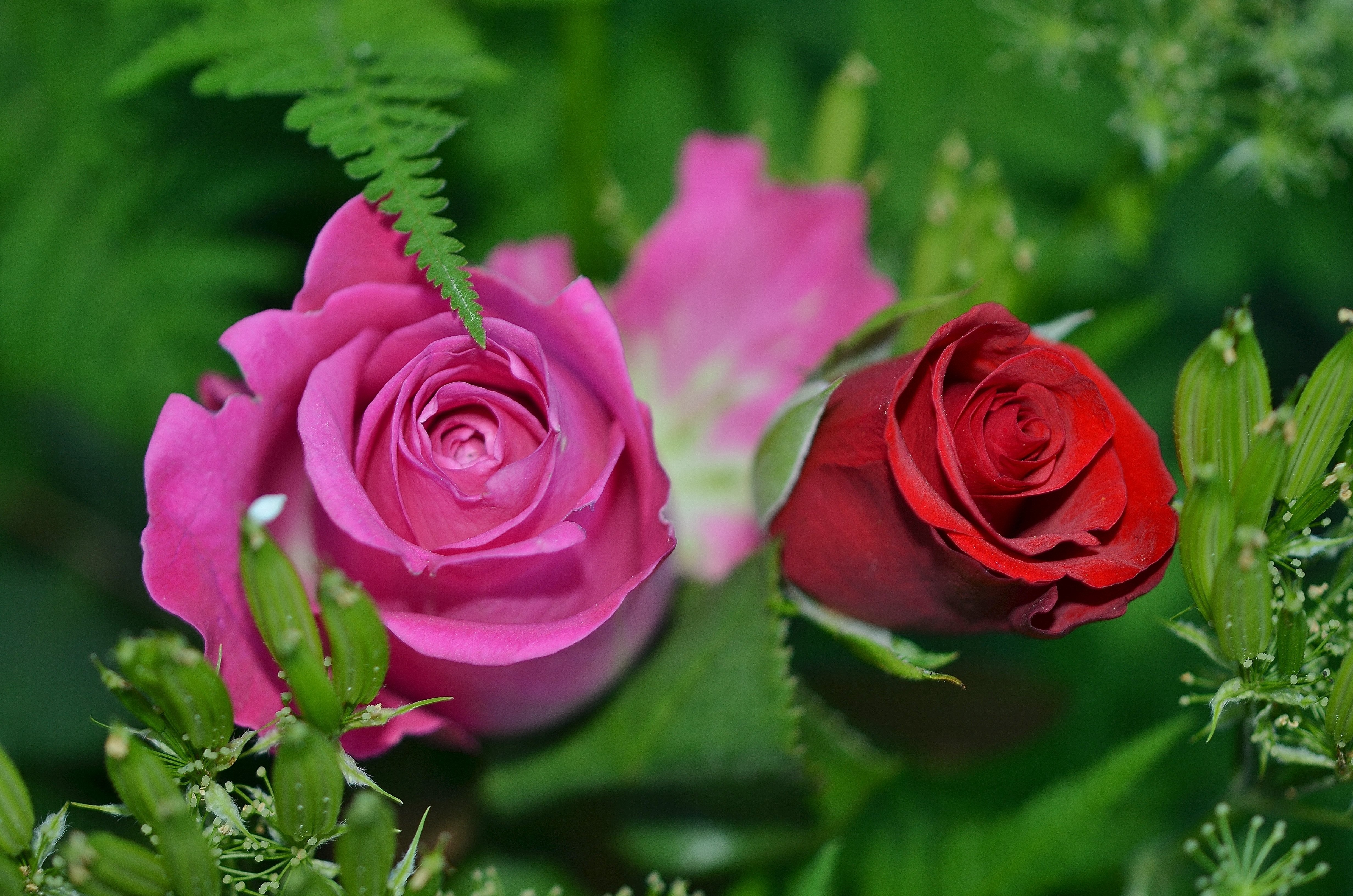 桌面上的壁纸粉红家族 玫瑰 花园玫瑰