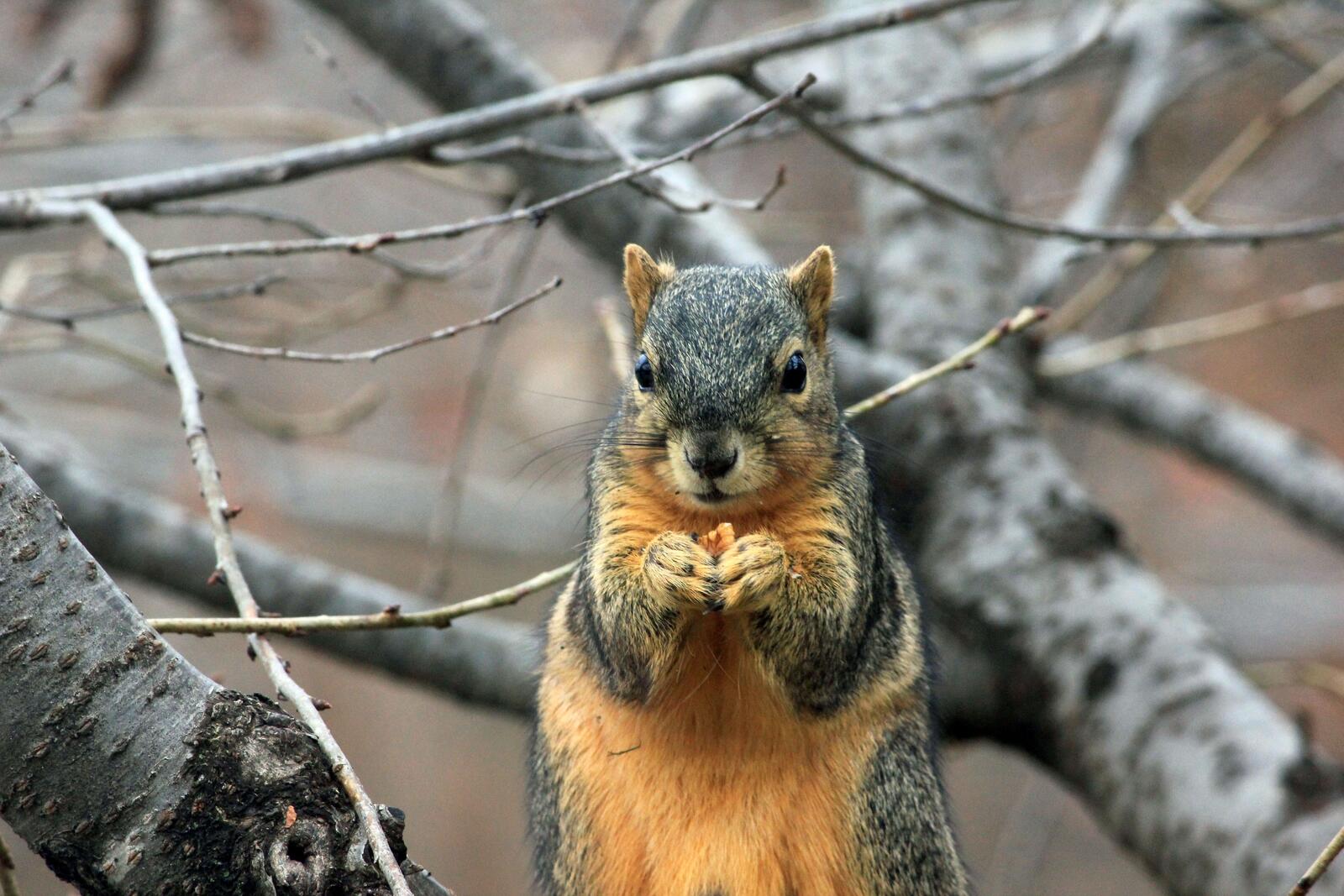 Wallpapers nut fauna squirrel on the desktop