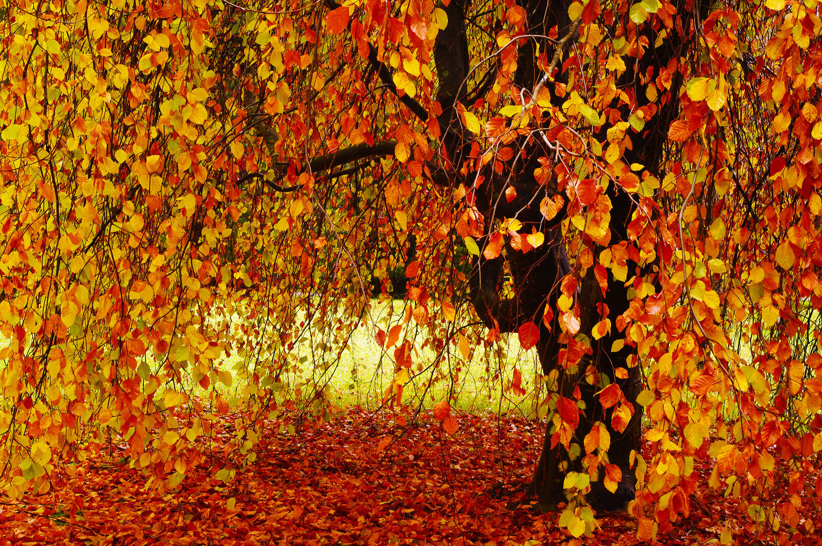 Обои осень осеннее дерево осенние листья на рабочий стол