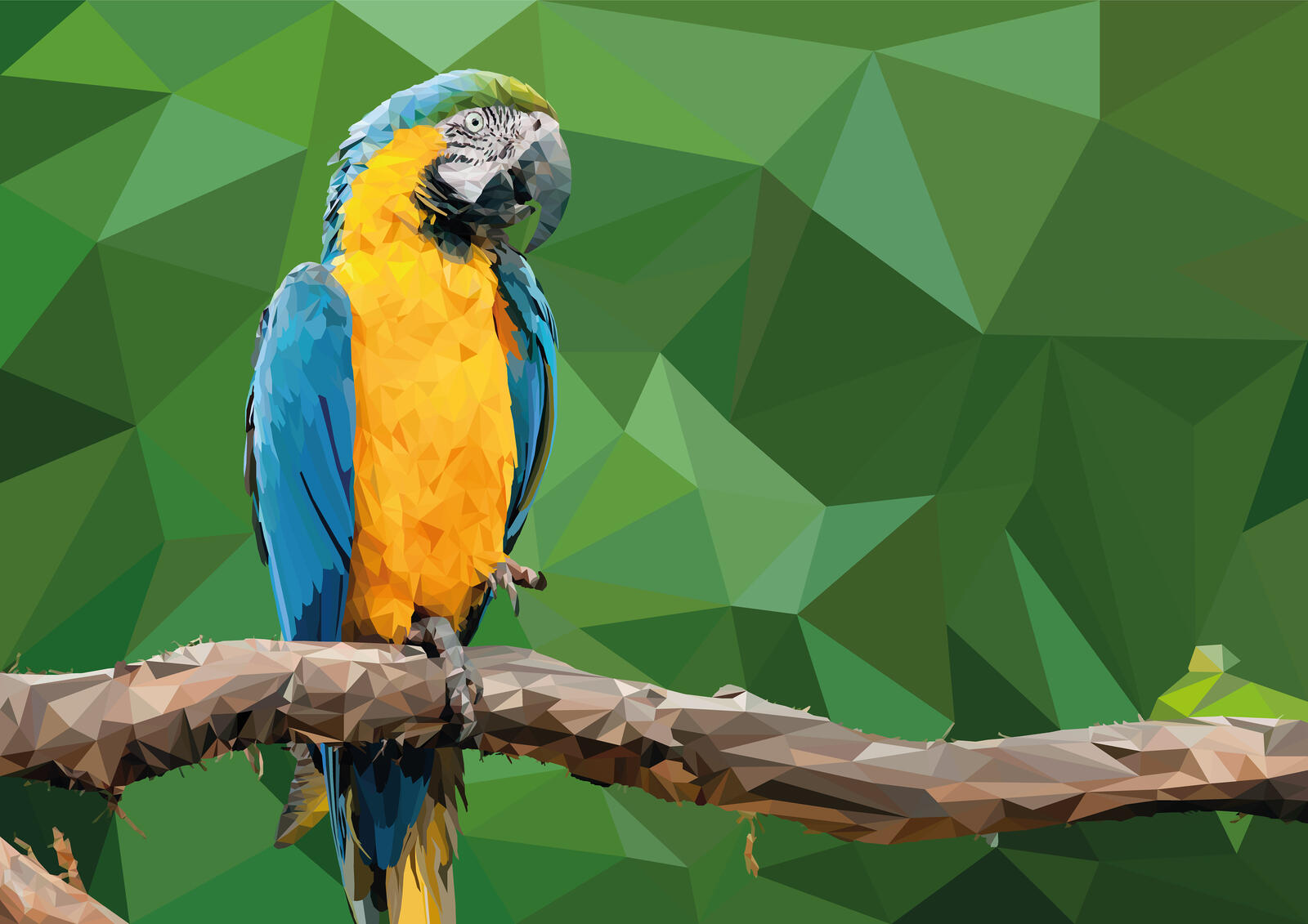 Wallpapers picture parrot macaw on the desktop