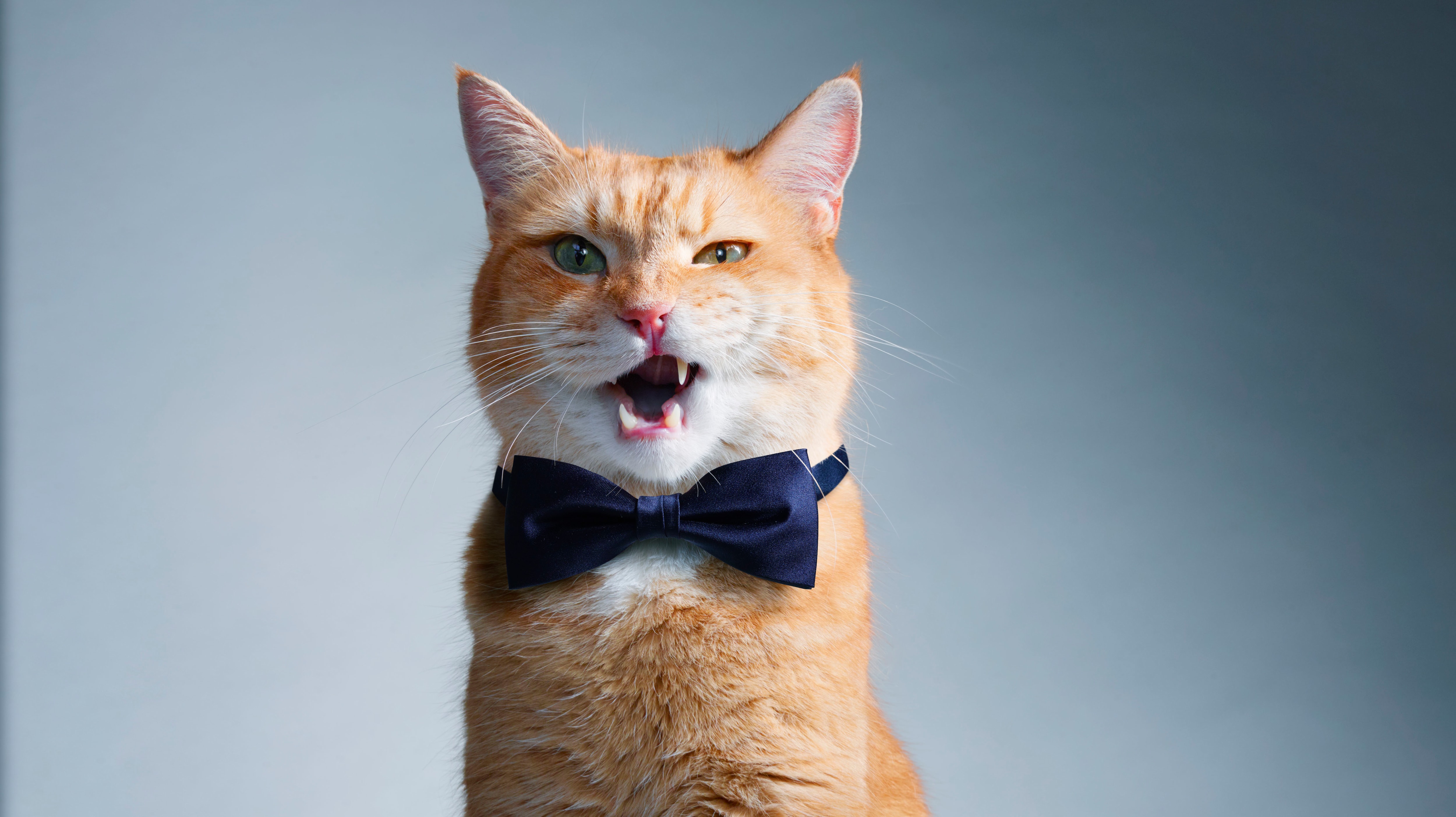 Free photo A charismatic ginger cat with a bowtie