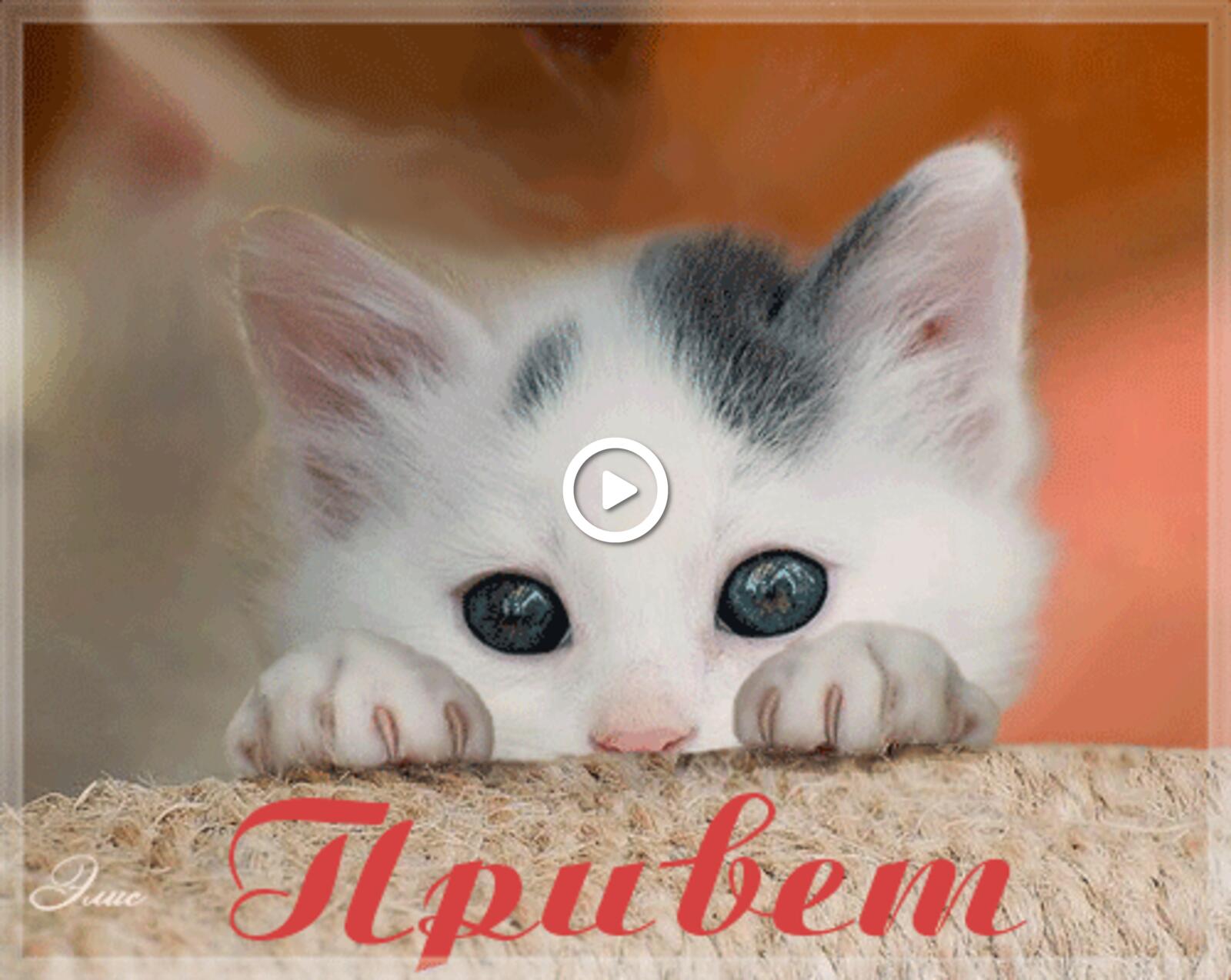 Открытка на тему гифки привет прикольные привет картинки прикольные смешные красивые кошки бесплатно