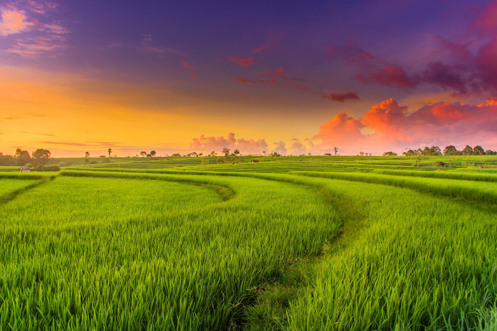 Обои зеленый пейзаж поле рисовое поле на рабочий стол