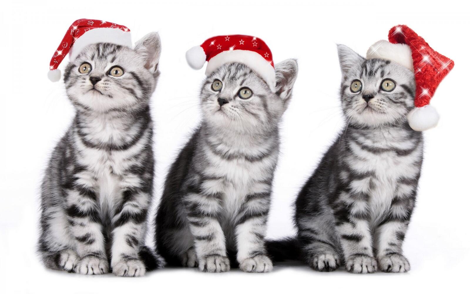 Обои три котенка новогодняя шапка котята на рабочий стол