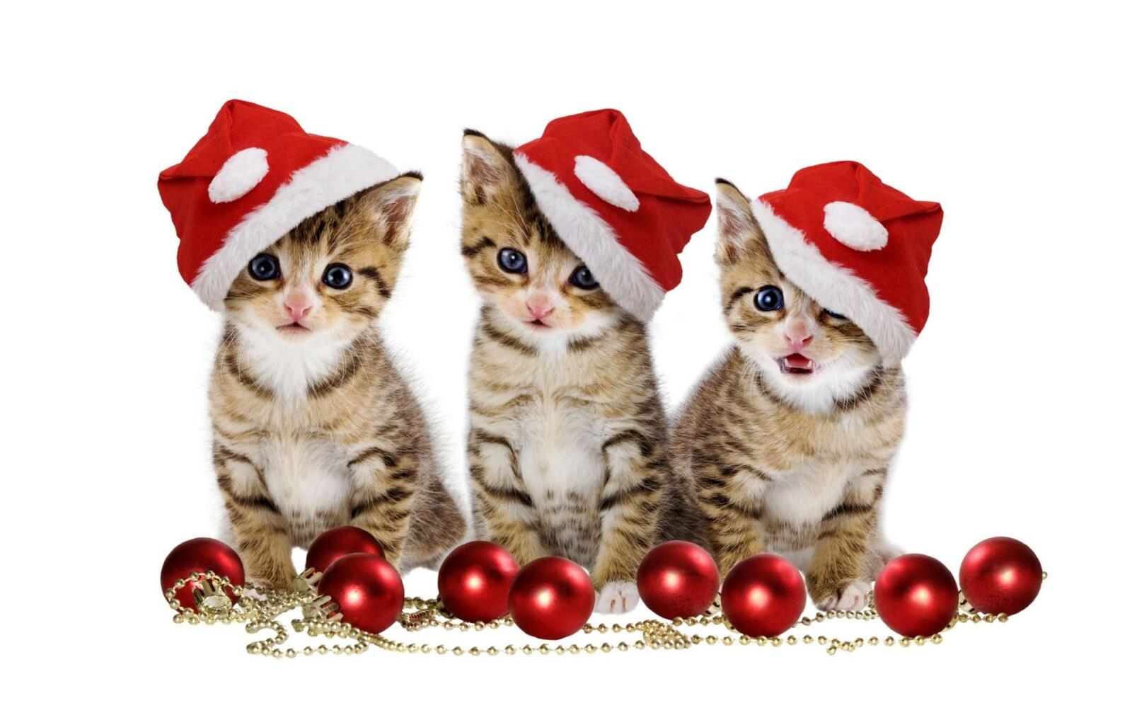 桌面上的壁纸三只小猫 圣诞玩具 圣诞球