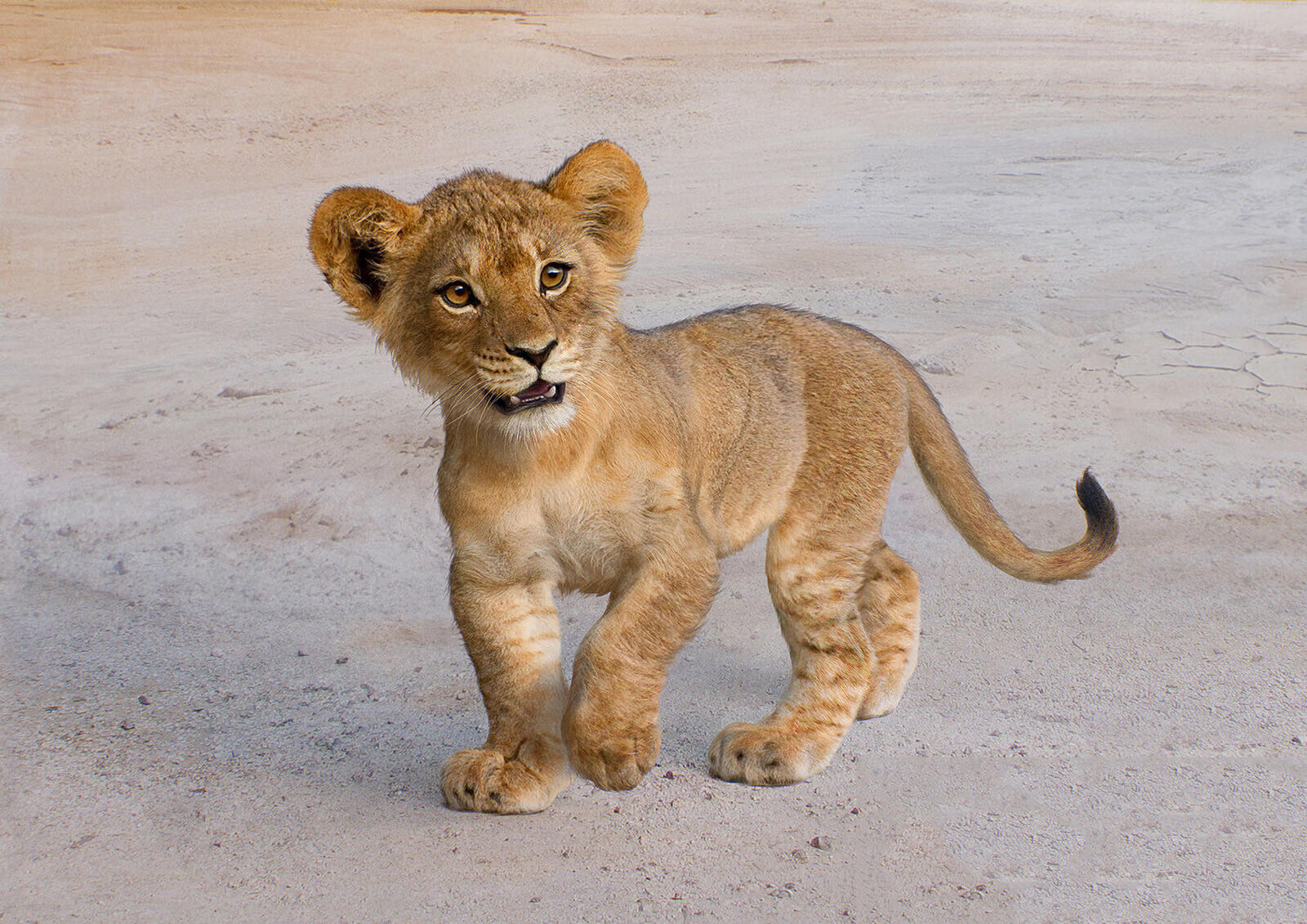 Free photo Cute lion cub Simba