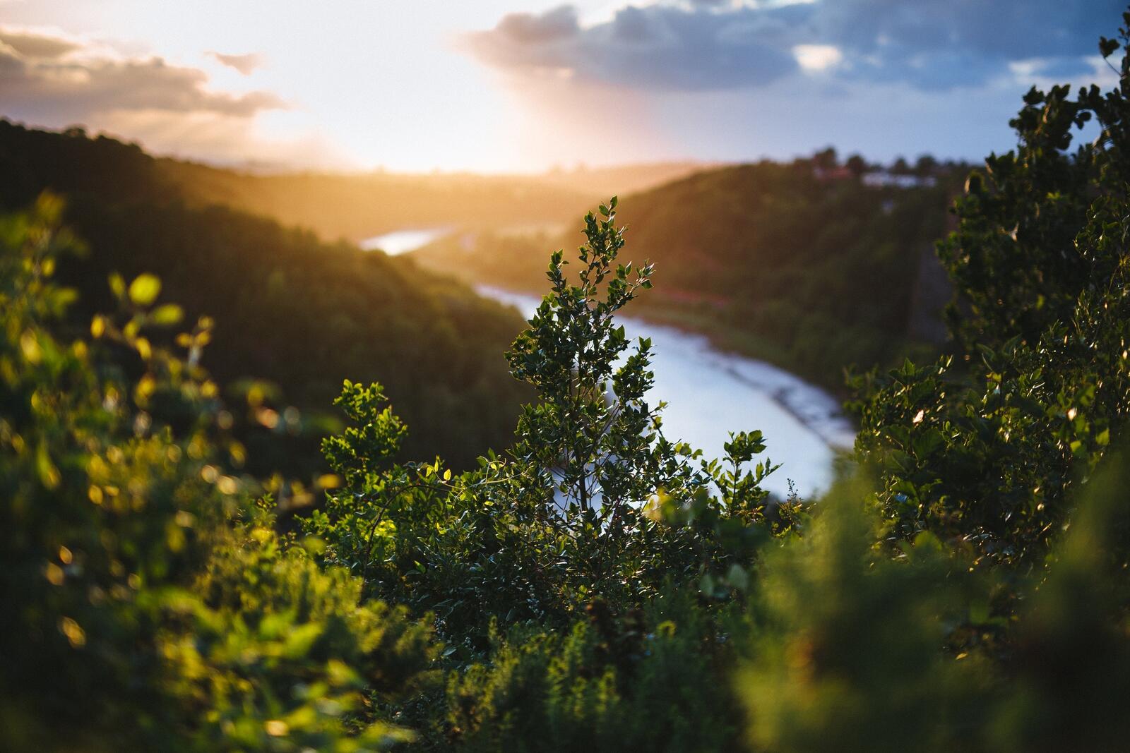 Бесплатное фото Зеленая листва на фоне реки