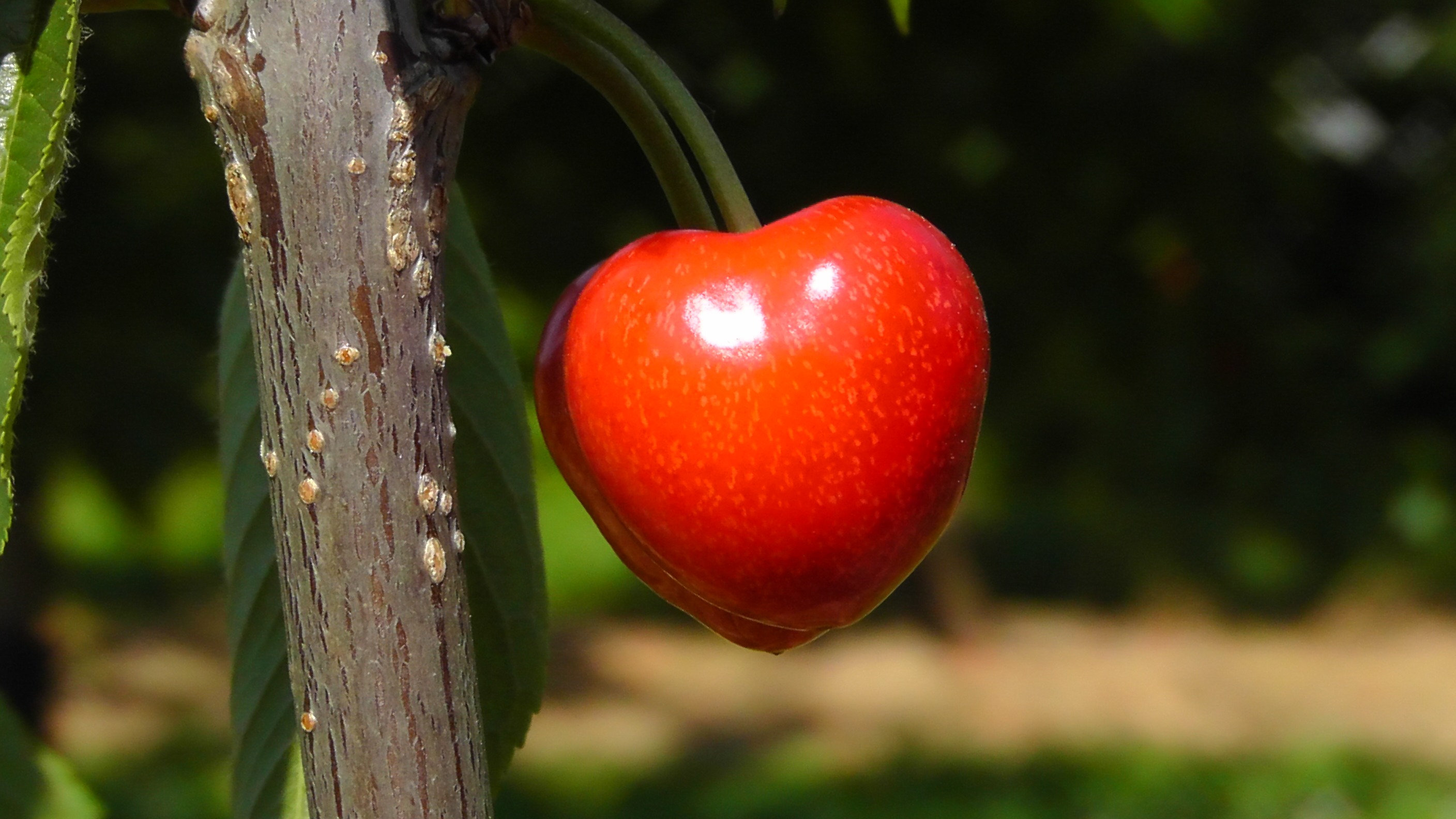 Красное яблоко на дереве
