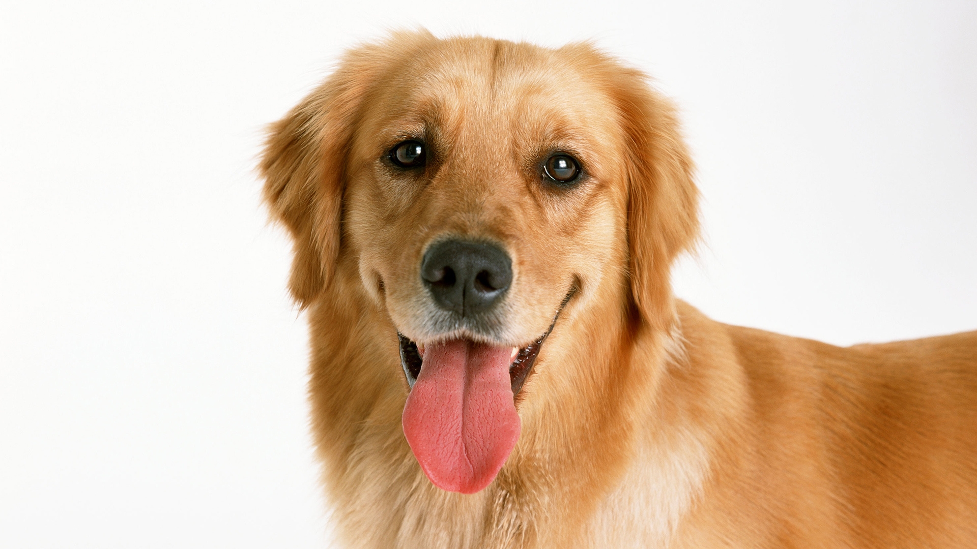 Фото бесплатно собака, нос, утиный толлинг-ретривер из новой скотии