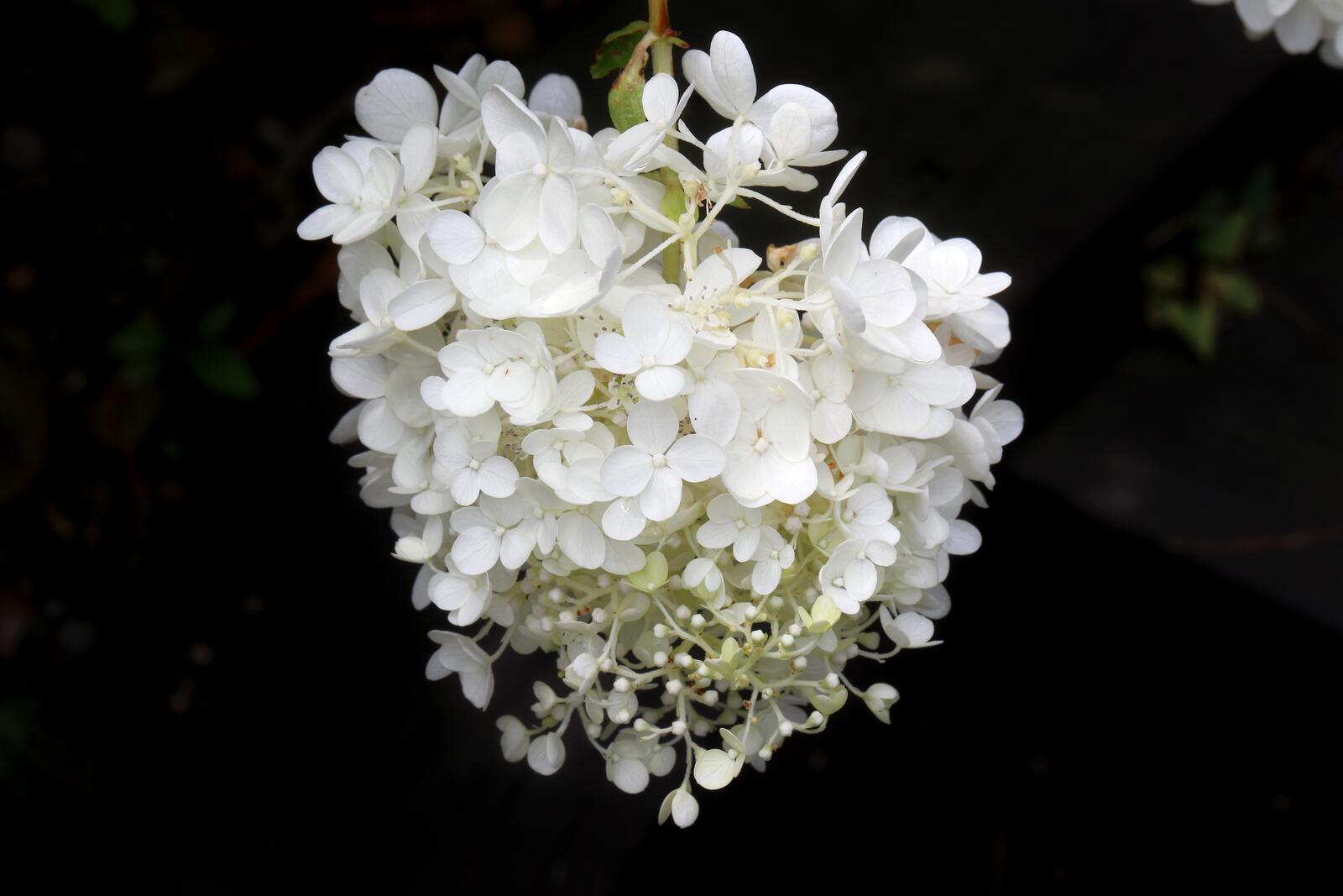 Обои цветы белый гортензия на рабочий стол