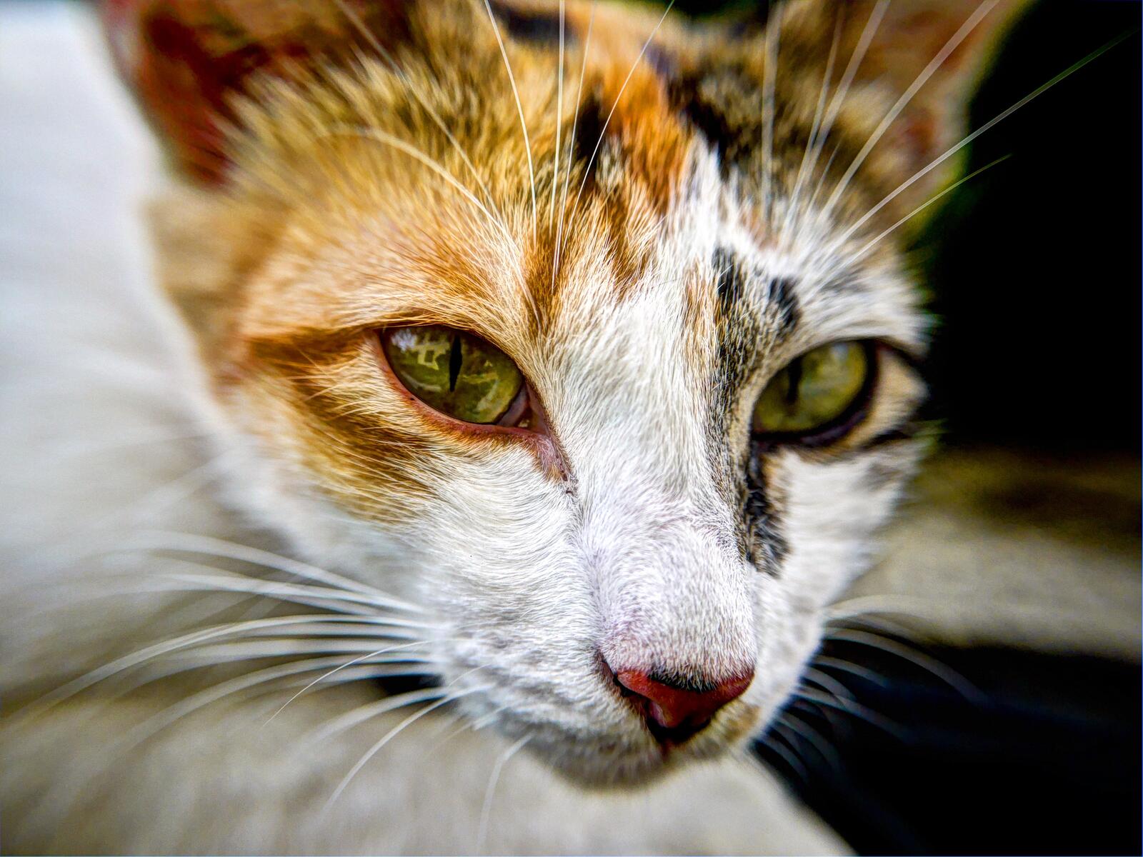 Wallpapers kitten cat feline on the desktop